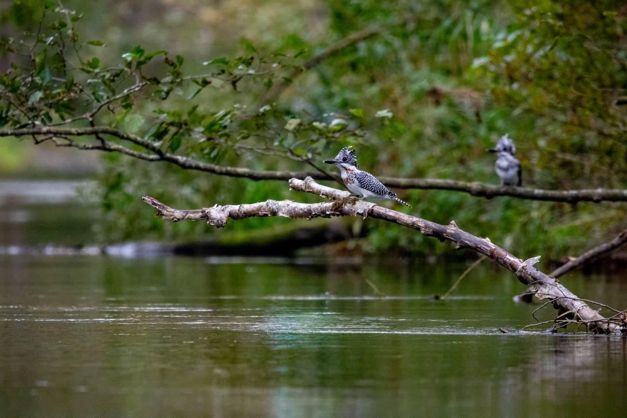 Two Crested Kingfishers perch on a branch over the Kushiro River, showcasing the wildlife seen on the guided canoeing tour in Hokkaido.