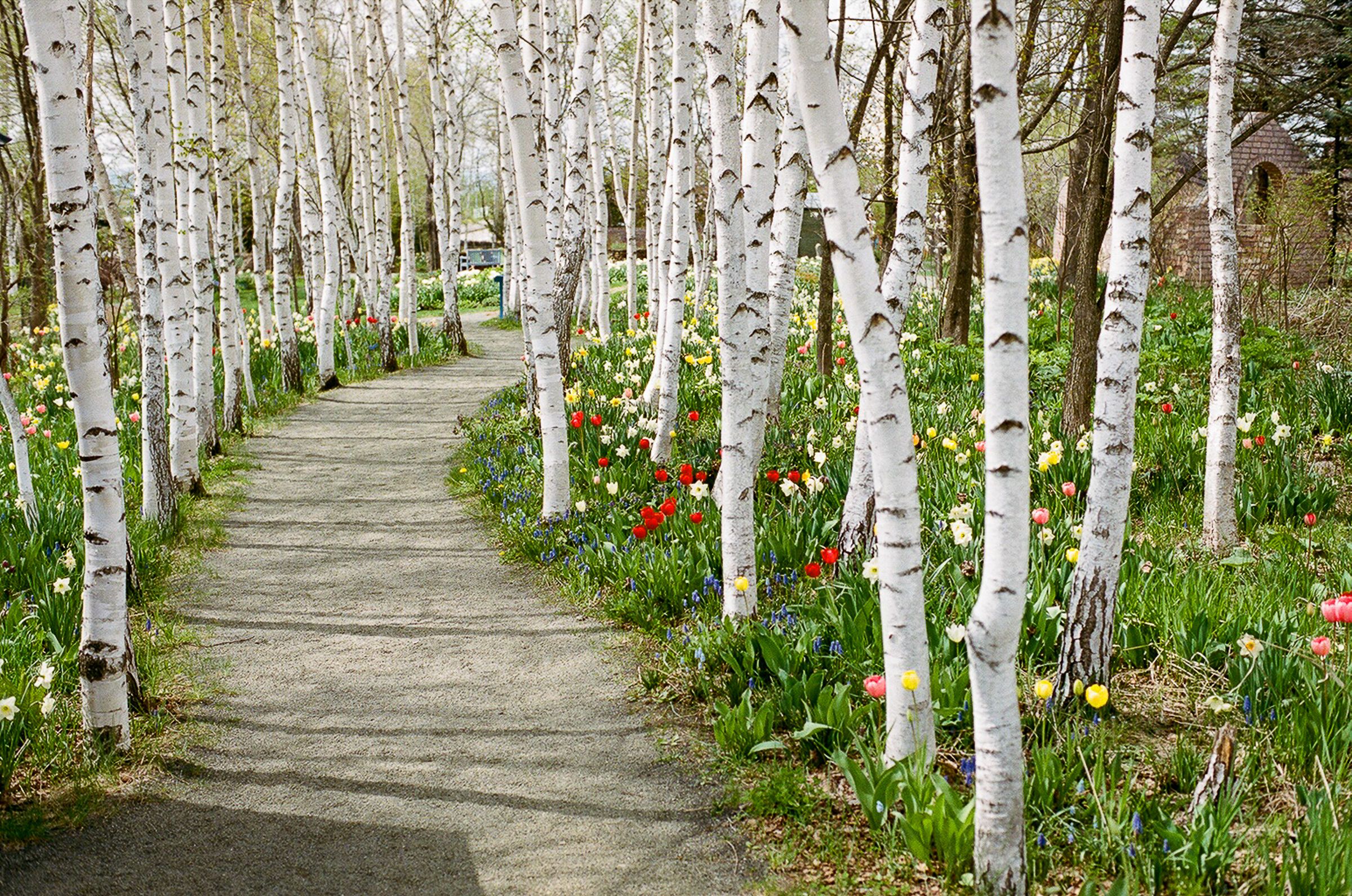 Japanese White Birch at Ueno Farm Garden.