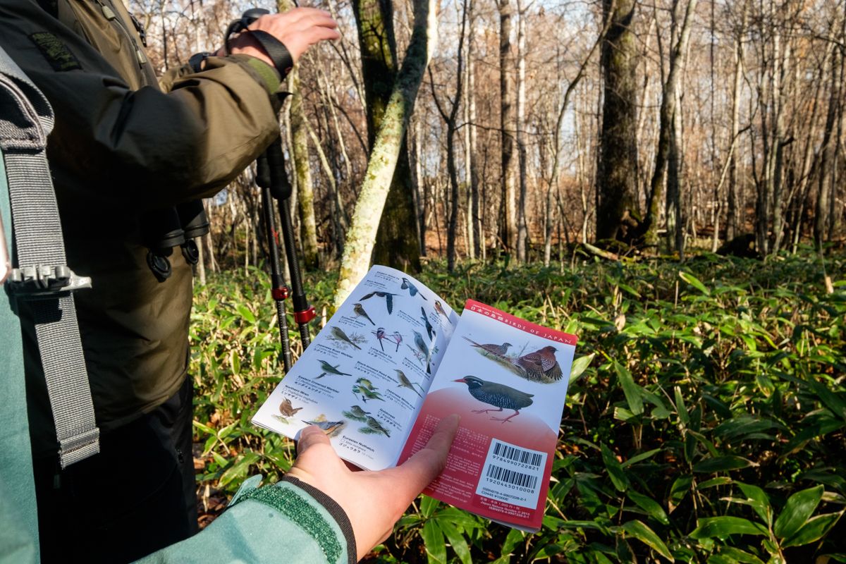 Bird field guide by Mark Brazil