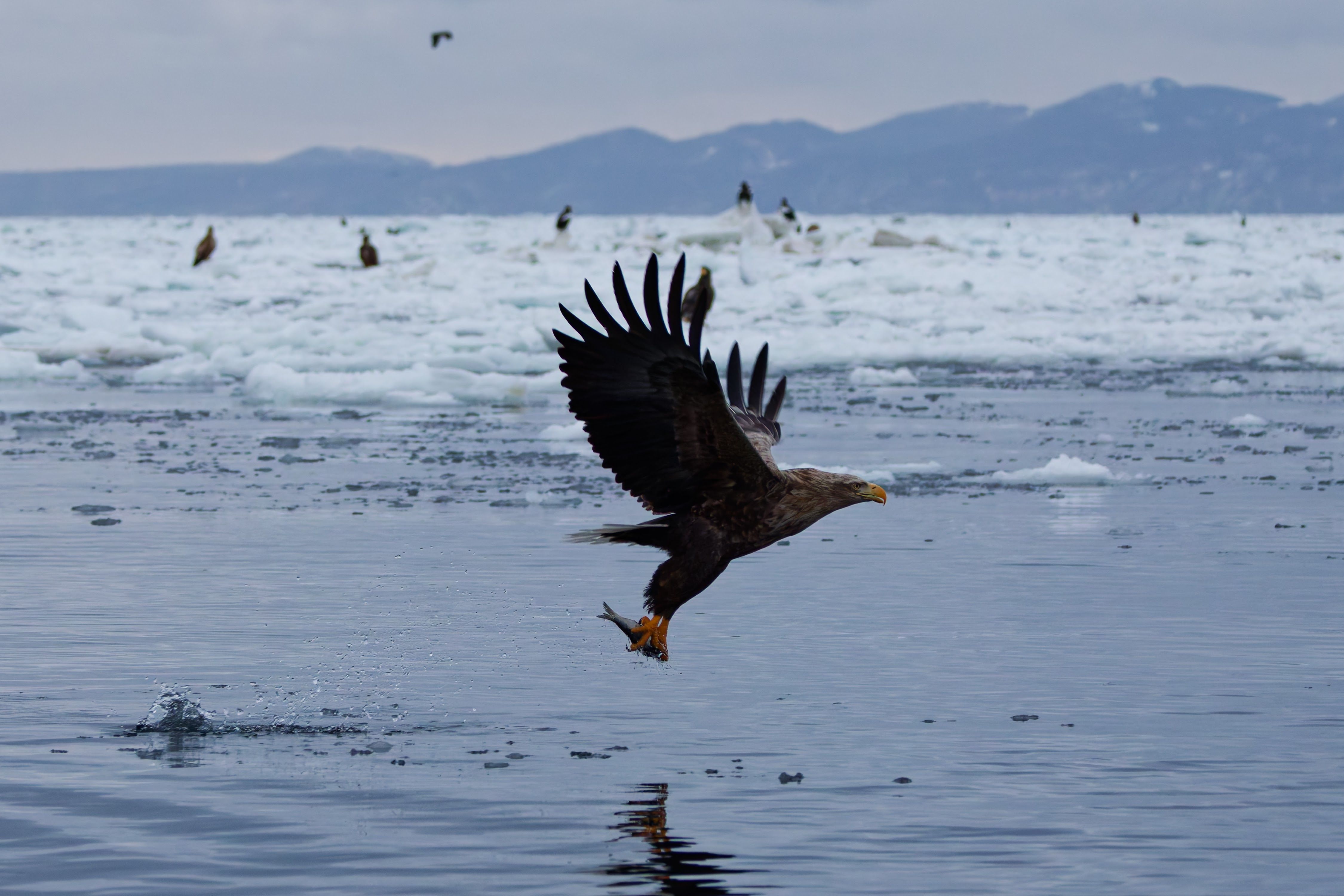 A photograph of a white-tailed eagle in flight, snatching a fish from the ocean.