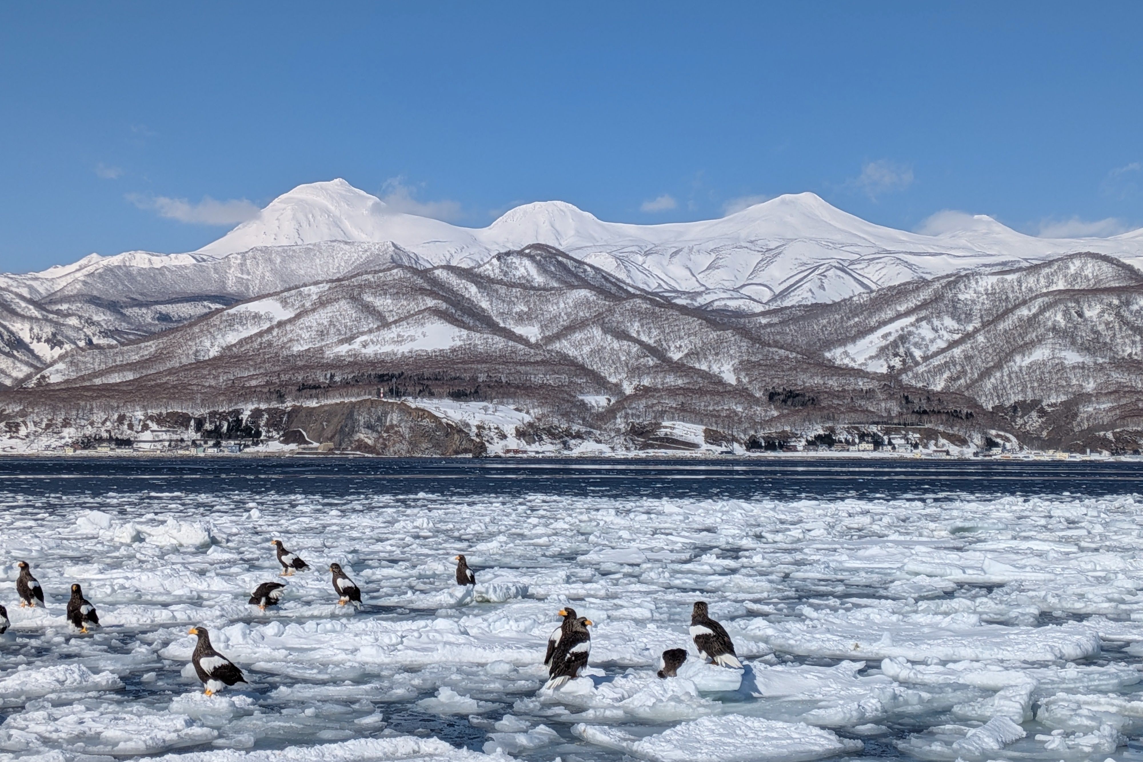 View from a Rausu nature cruise in the Nemuro Strait: Several majestic Steller's sea eagles resting on floating drift ice. Behind the dark blue waters, the stunning snow-covered mountains of the Shiretoko Peninsula rise against a clear blue sky.