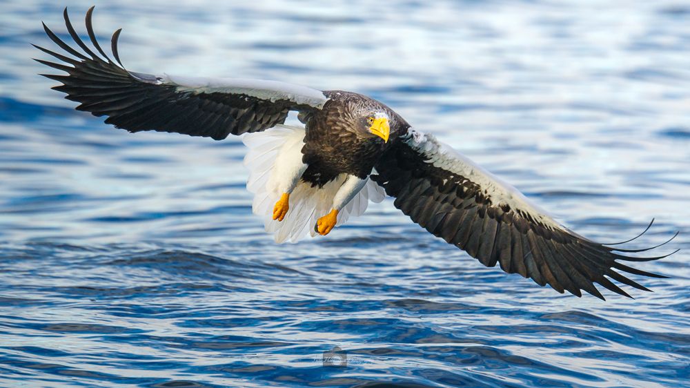 A Steller's Sea Eagle, the heaviest bird in the world, swoops over ocean waves with its large wings outstretched.