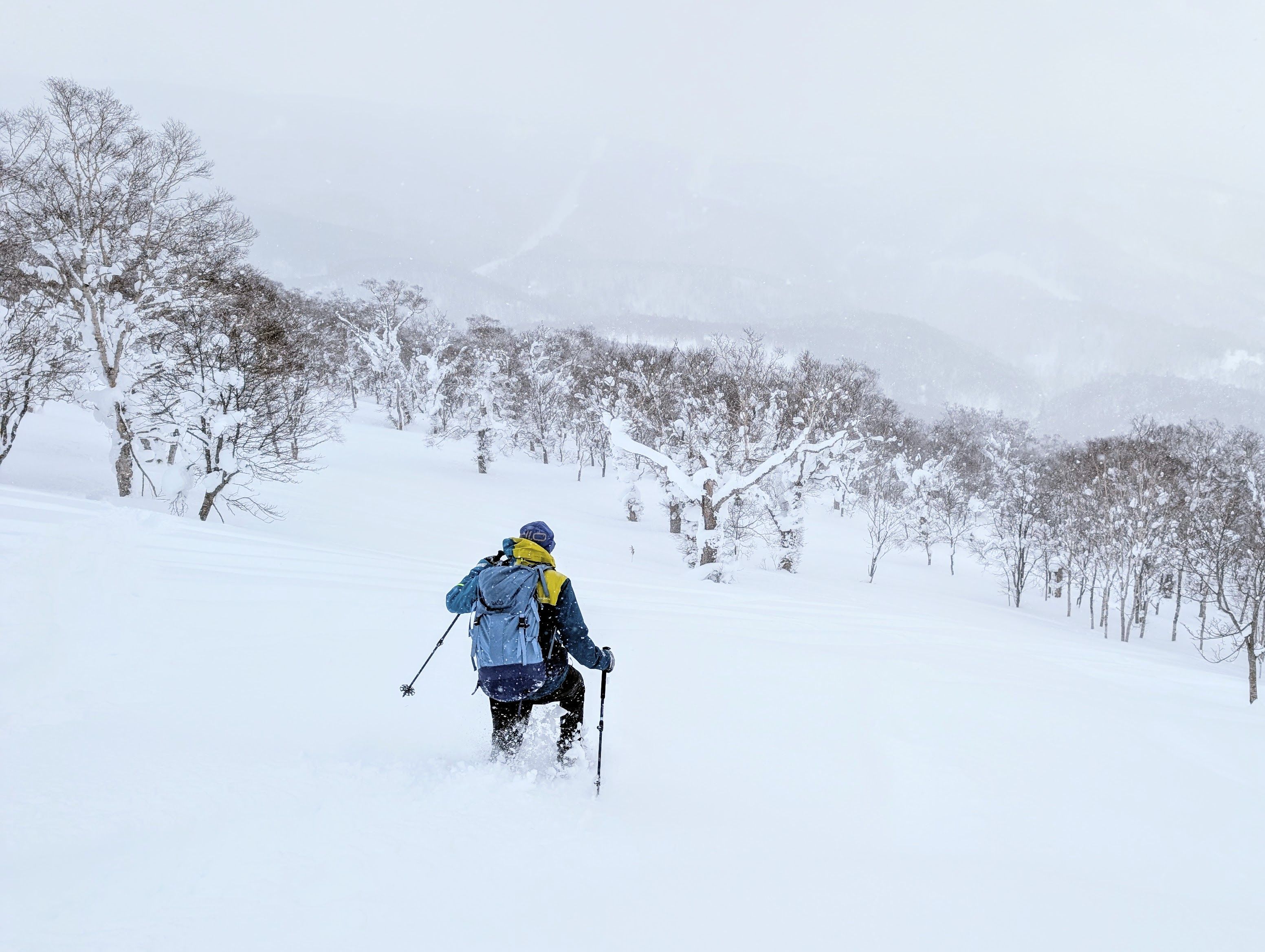 A snowshoer runs down hill in knee deep powder snow. The snowfield is dotted by birch trees. The distant hills are just visible through the falling snow.