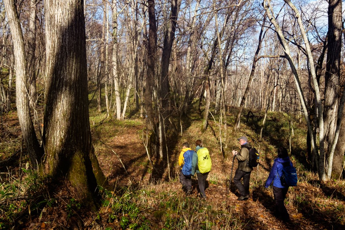 After the rain the sun shined in the forest