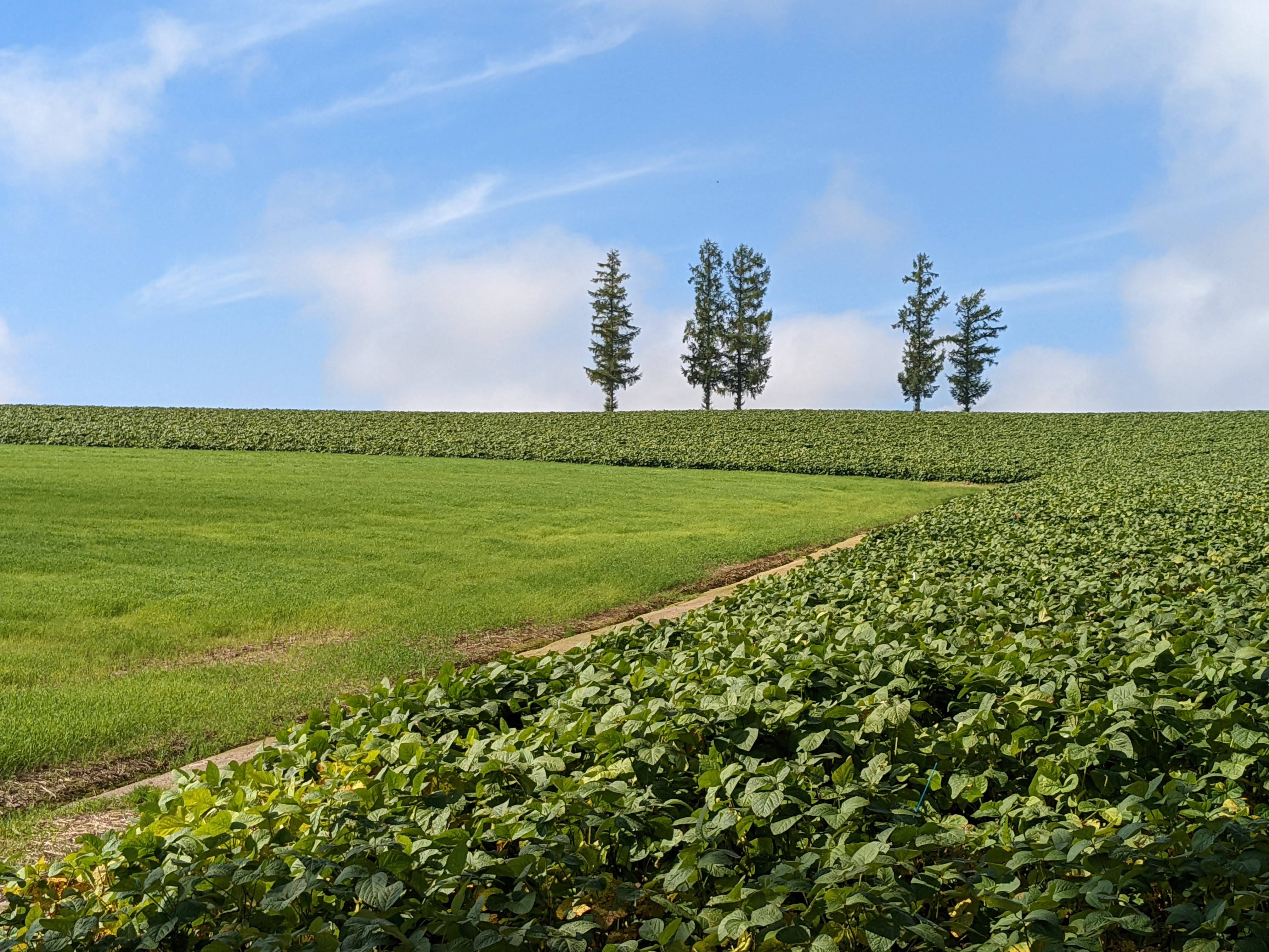 Five trees stick up on the horizon. A large agricultural field growing soybeans is in the foreground. It is a sunny day.