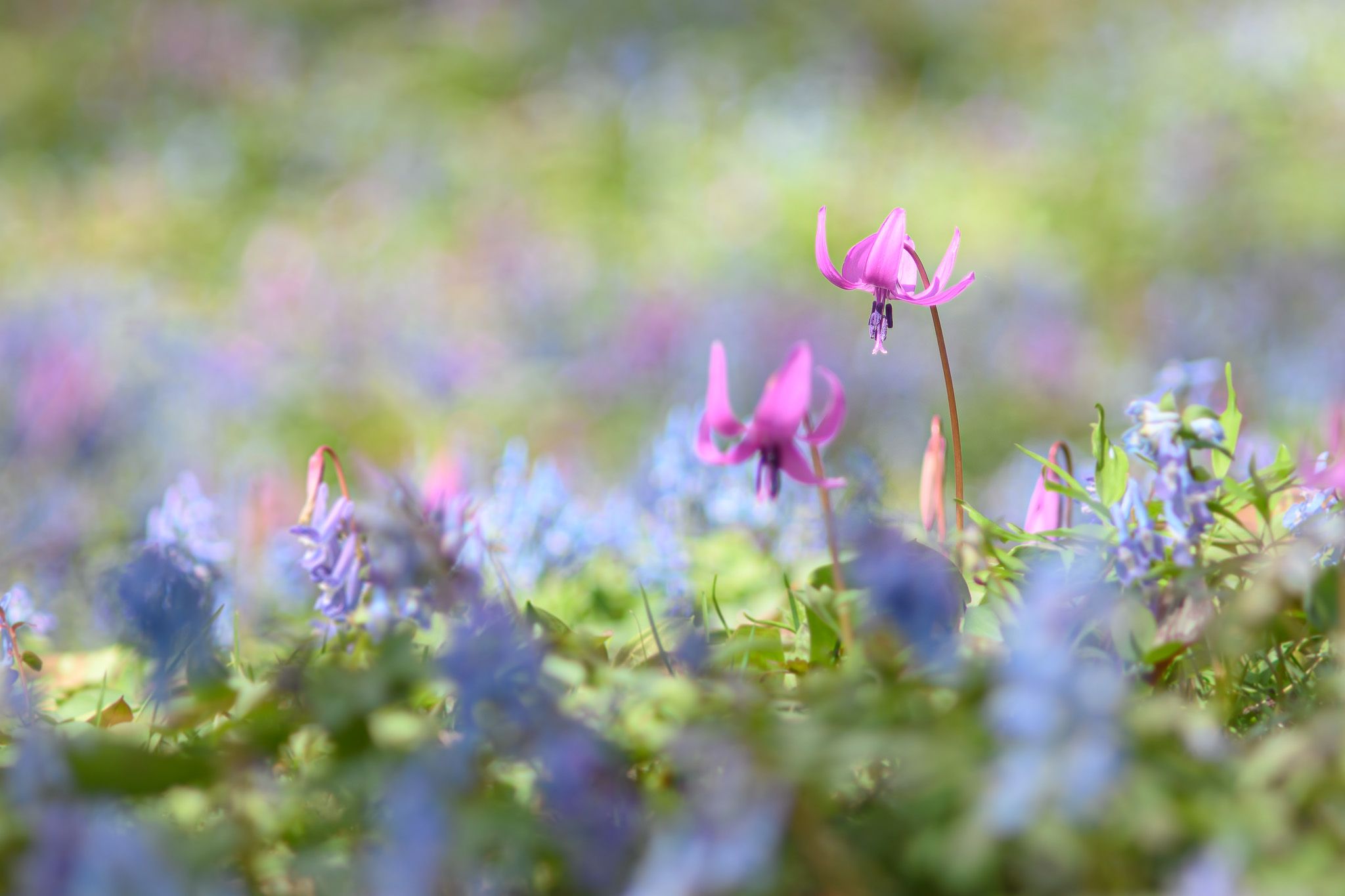 A dogtooth violet in a field of corydalis and other dogtooth violets.