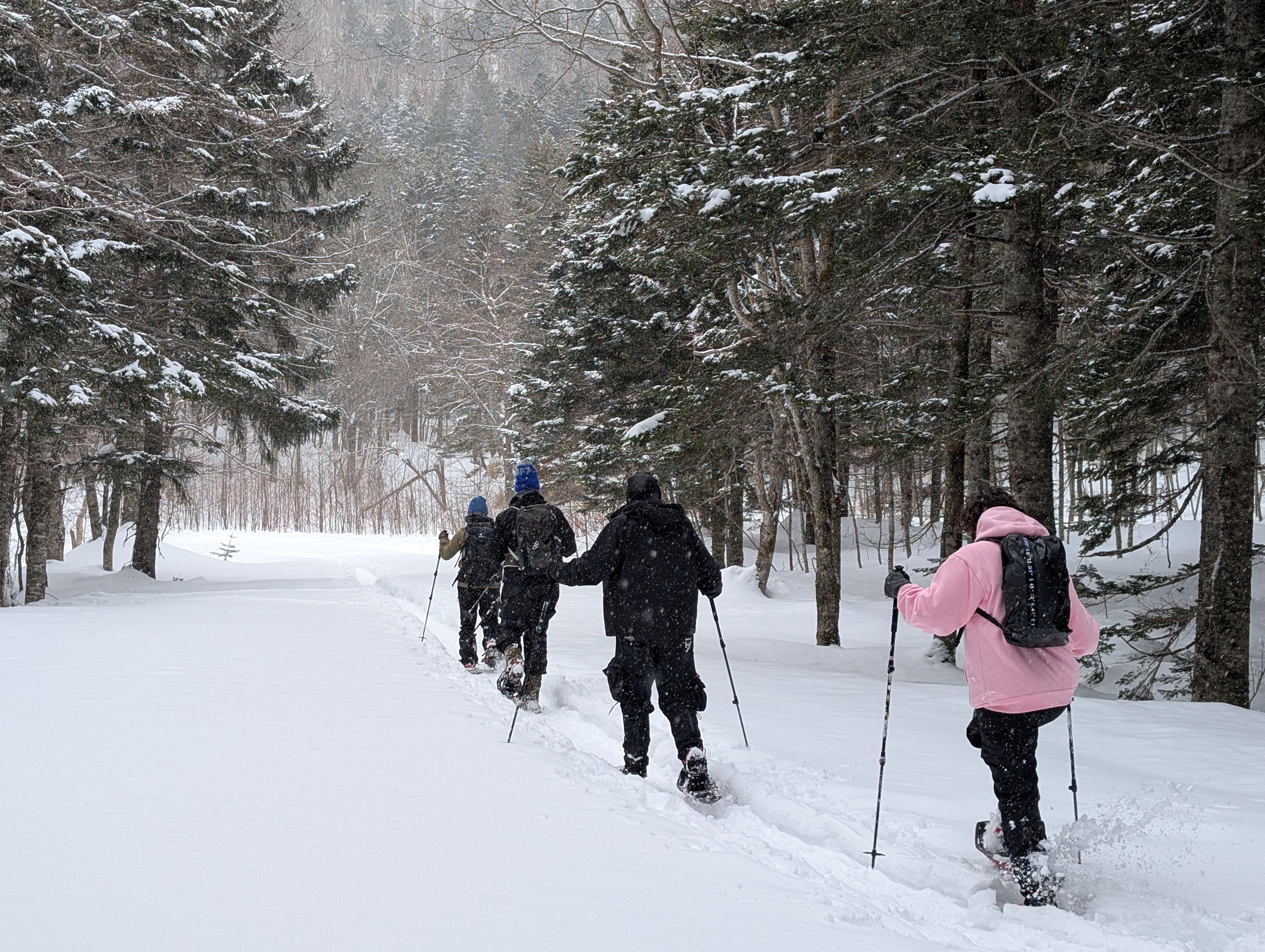 A line of people snowshoe through an evergreen forest on a snowy day.
