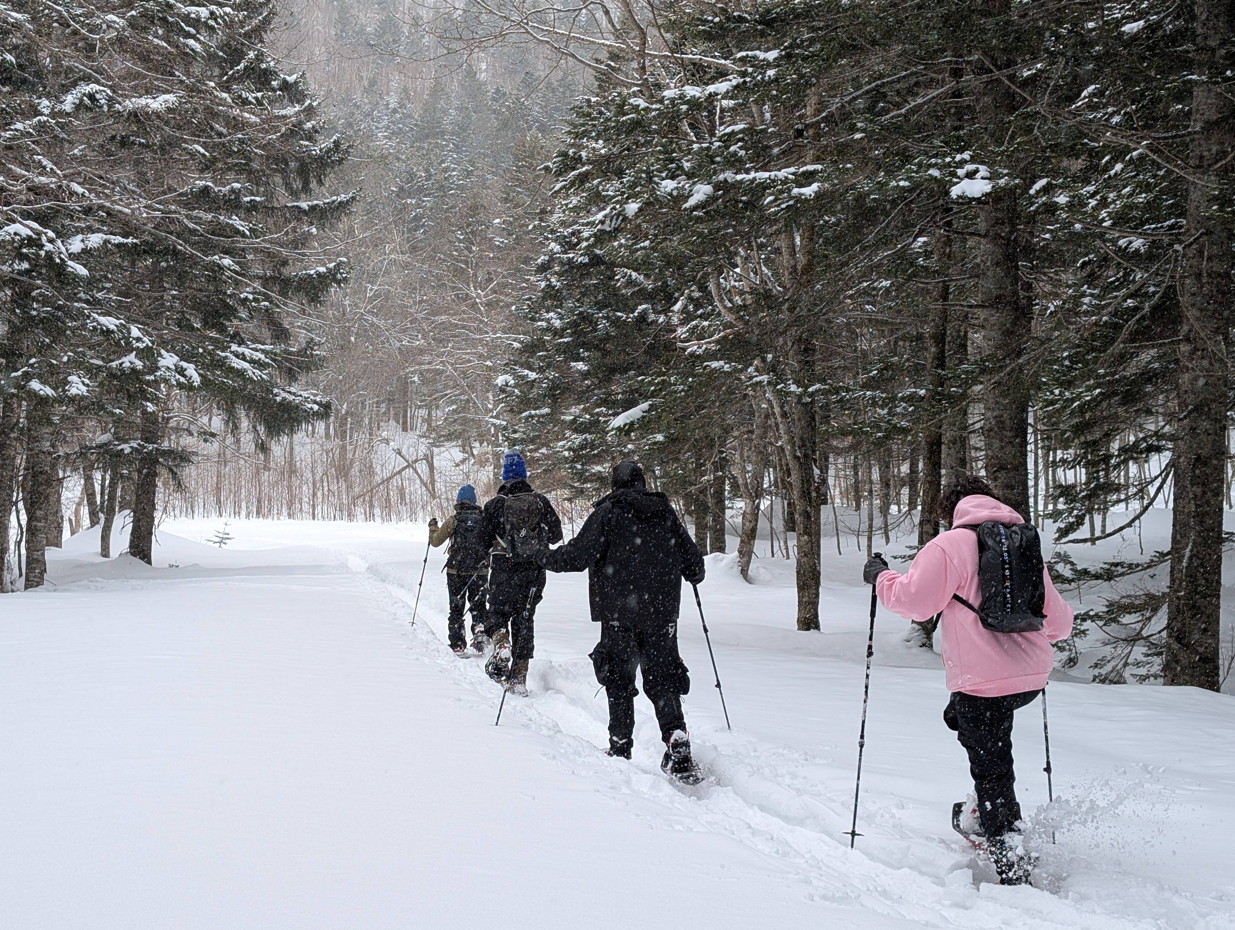 A line of people snowshoe through an evergreen forest on a snowy day.