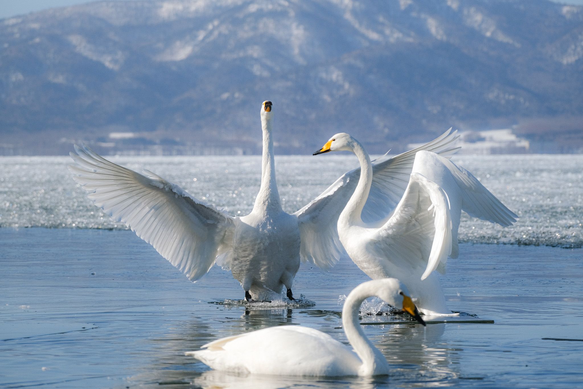 A photograph of three whooper swans. Two in the background open and flap their wings while one swims past in the foreground.