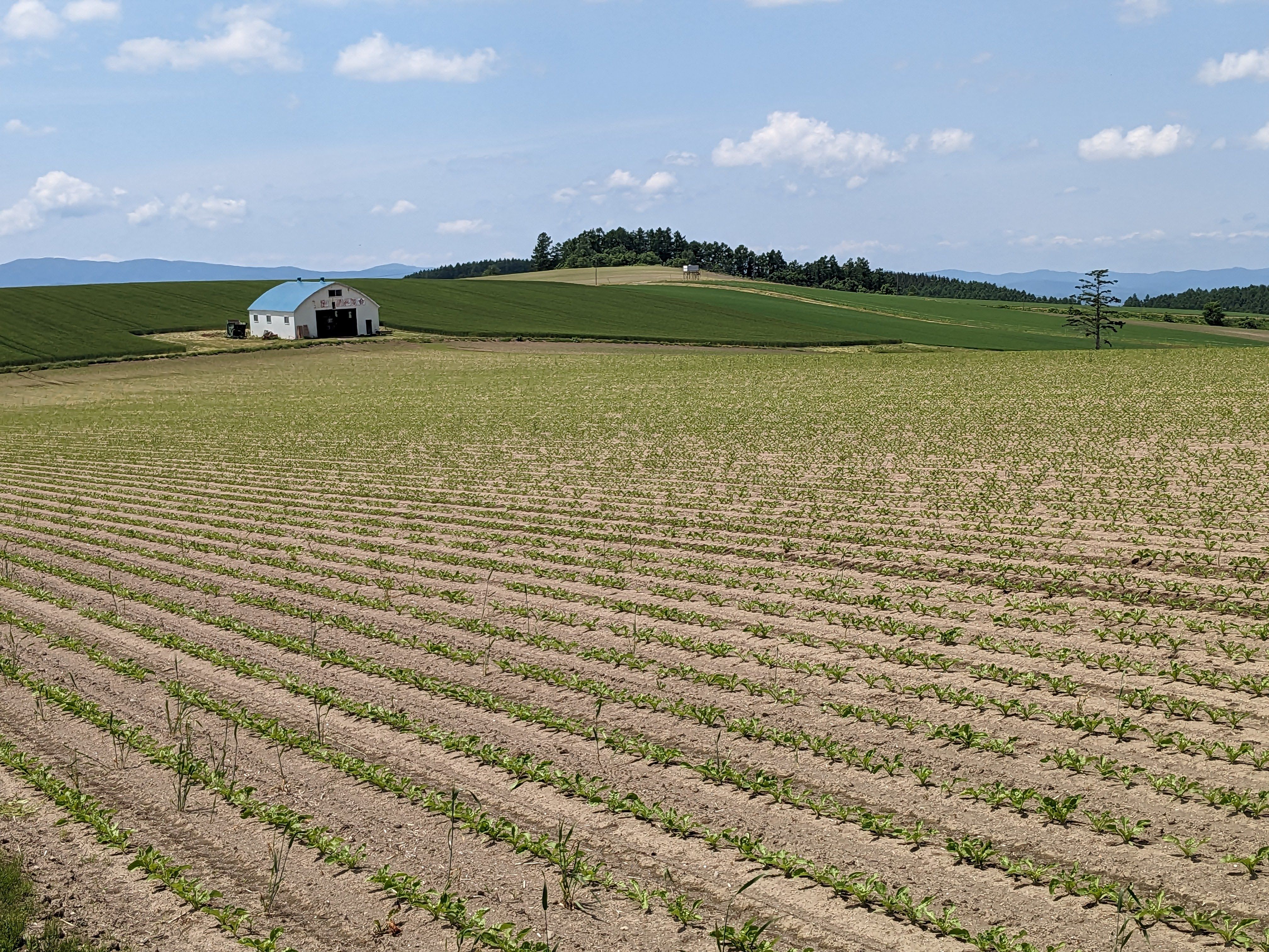 A photograph of a field in Biei, Hokkaido. There are rows of young crops like small blades of grass planted in the soil. In the distance there is a large barn. It is a sunny day.