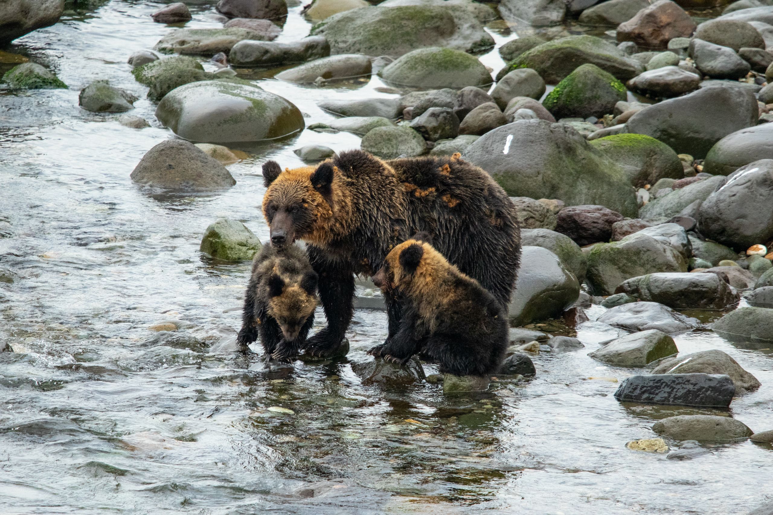 A mother brown bear and her two cubs stand on the edge of a river, balancing on boulders. They are wet, as if they have been in the river.