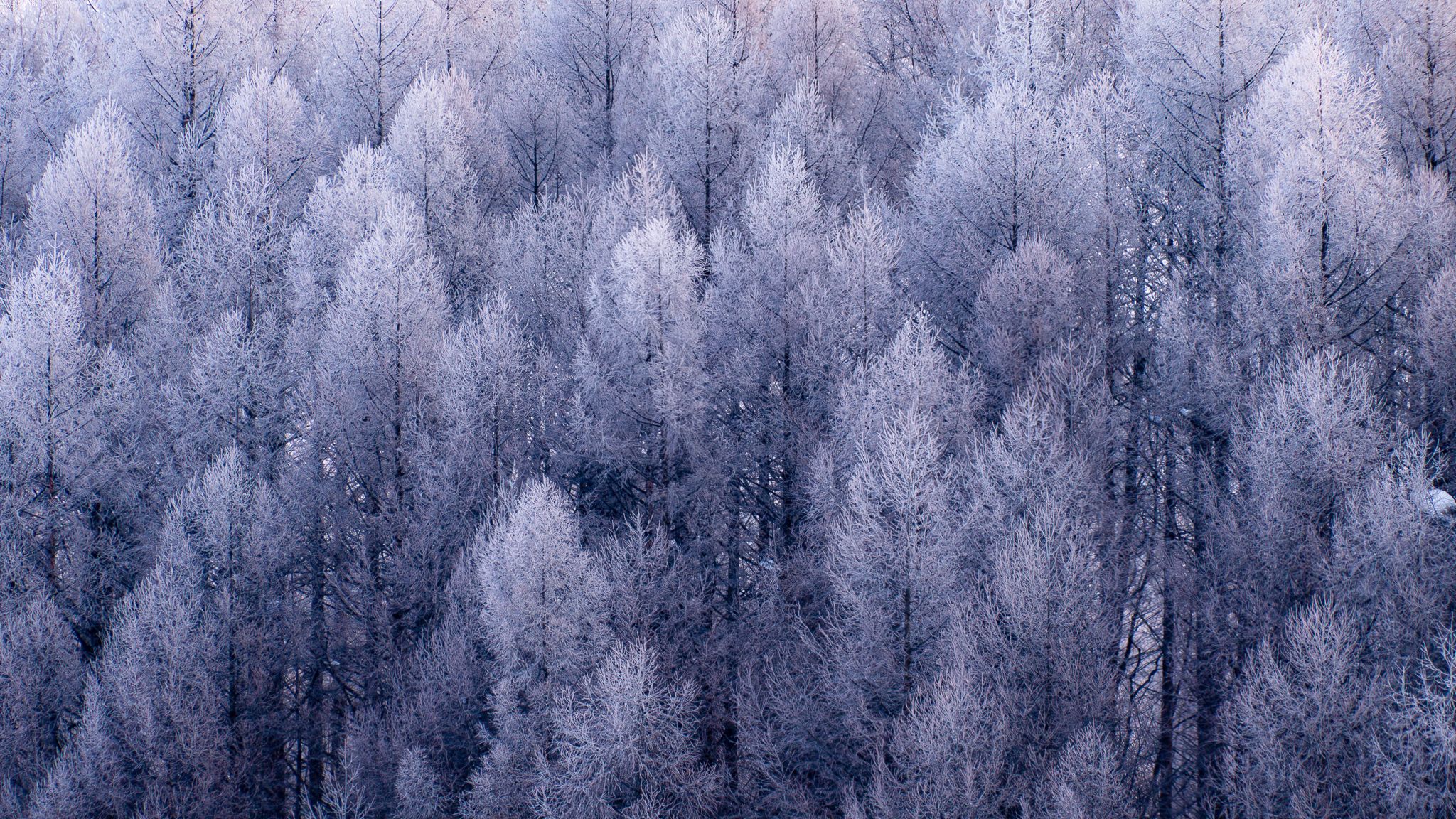 A group of larch trees all covered in rime ice, making it appear as though they are growing icy, silver needles.