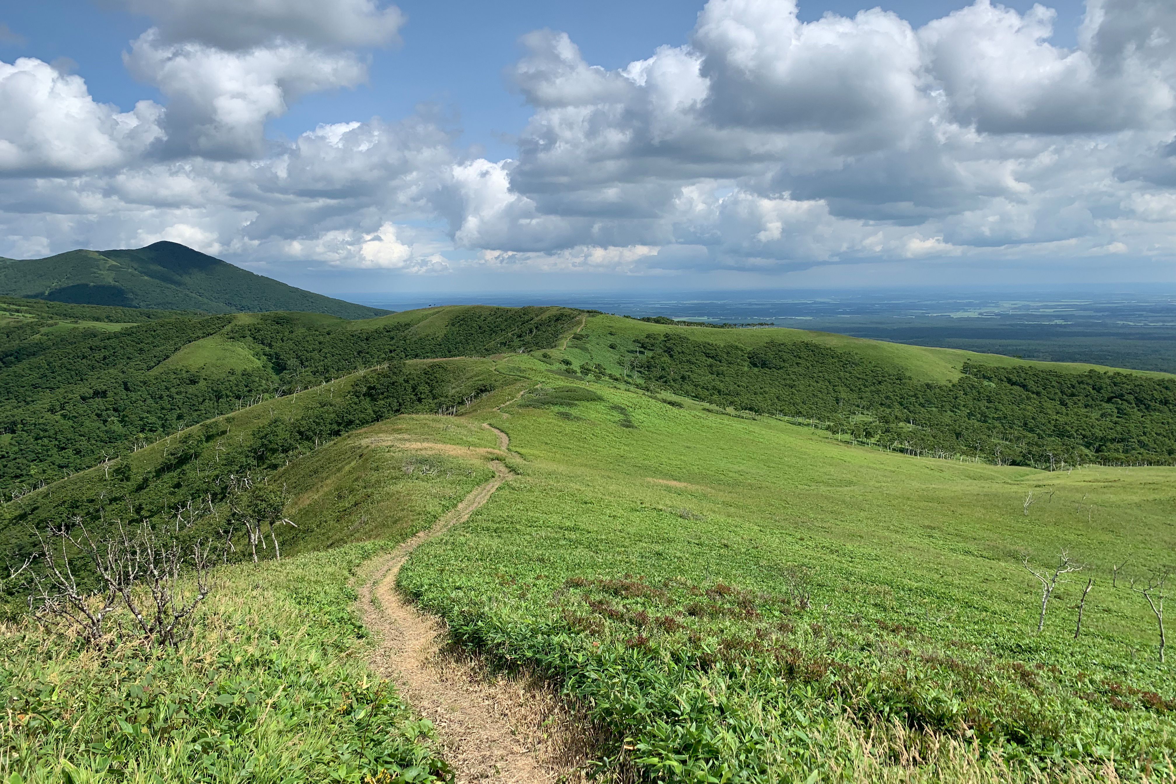 A wide open hiking trail along a ridge surrounded by Sasa bamboo.