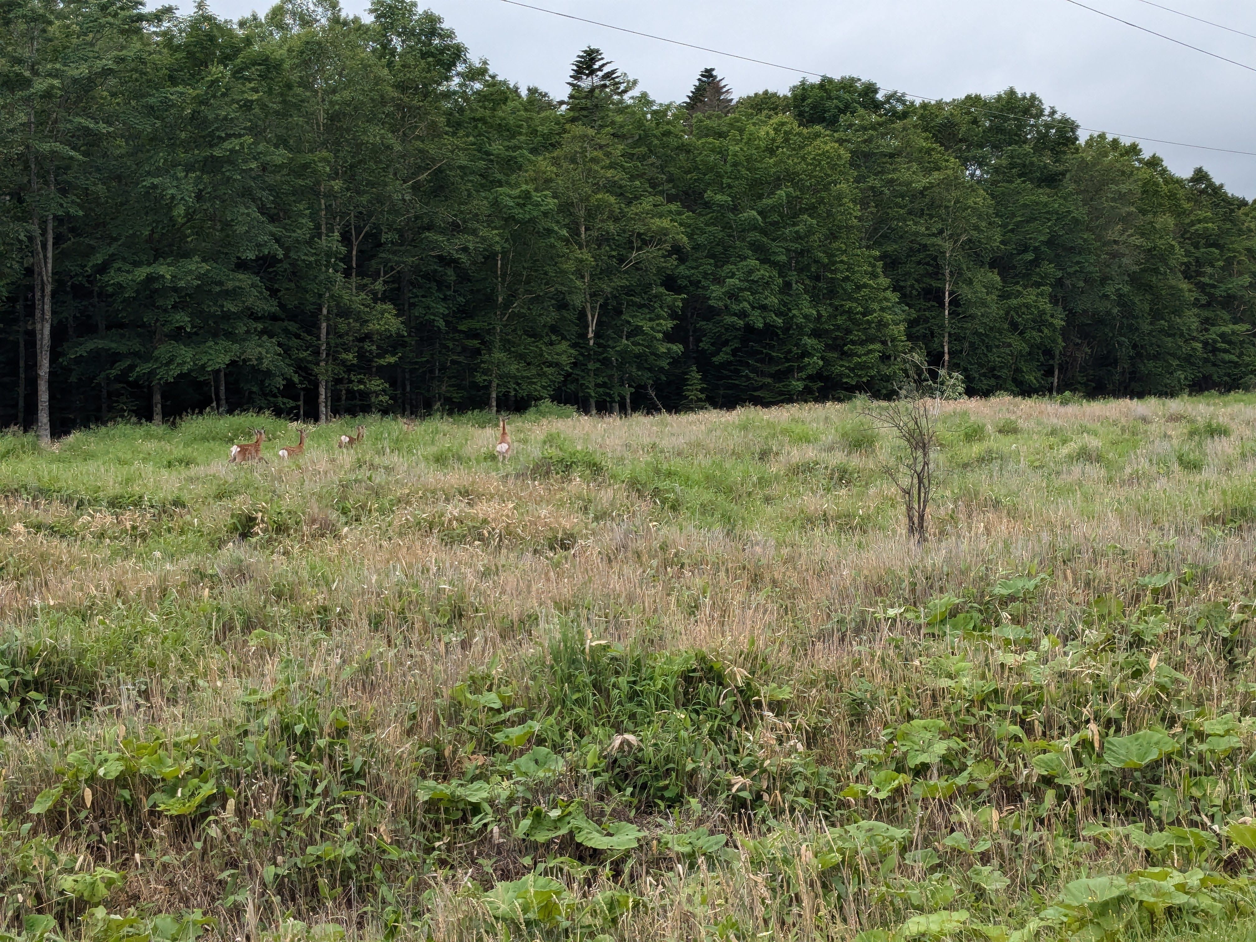 A photograph of some deer in a field in Hokkaido.