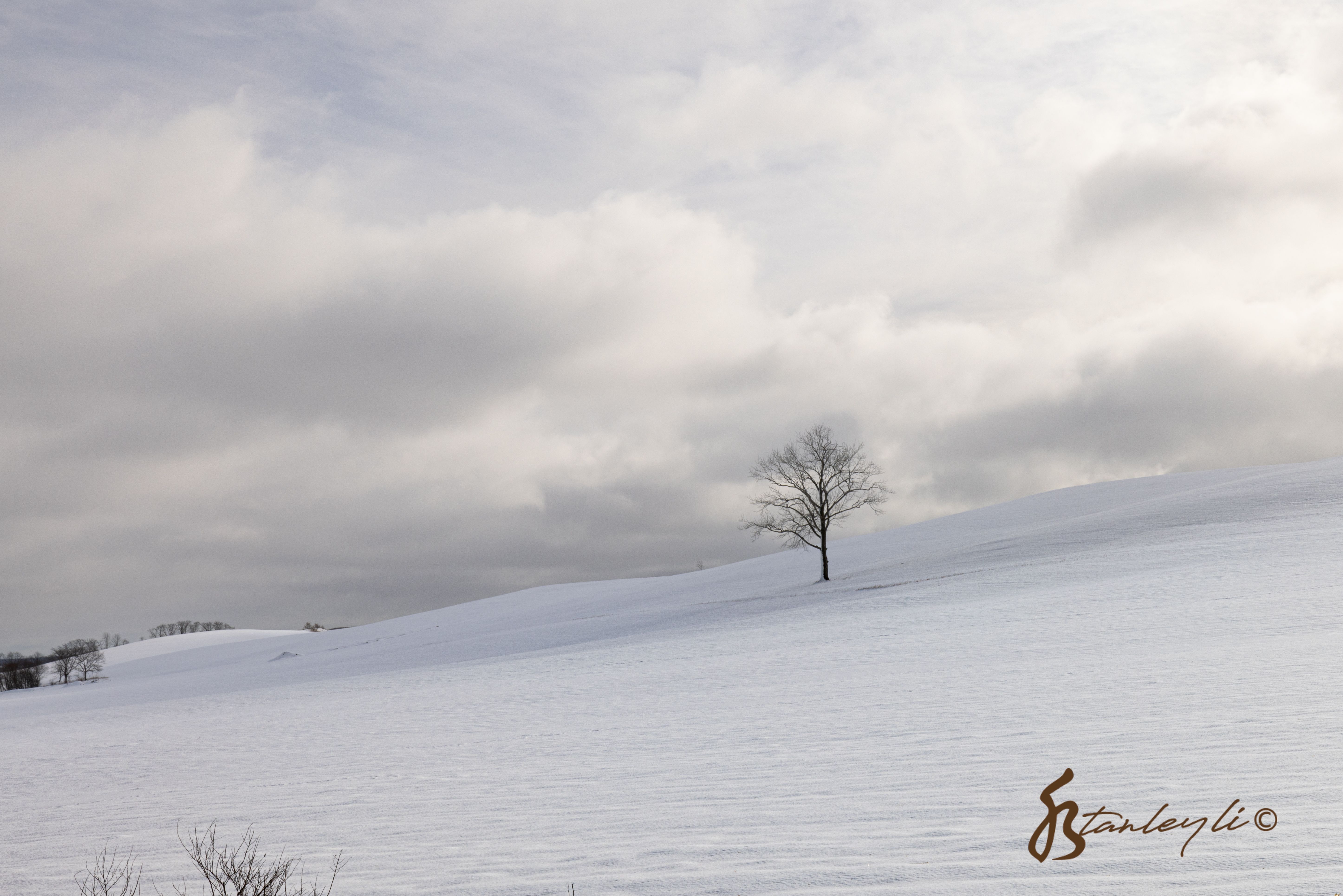 A lone tree sits in a field in Hokkaido's East. The field is blanketed with white snow.