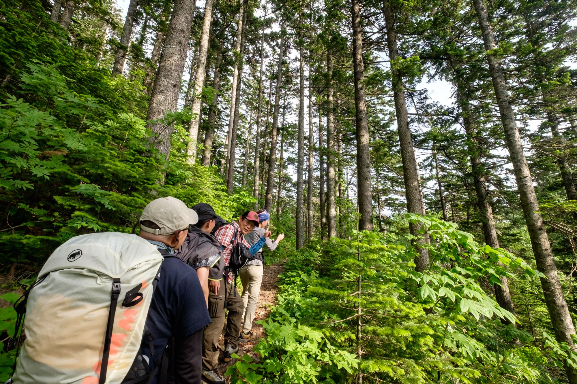 Hiking through the pine forest on Rishiri Island