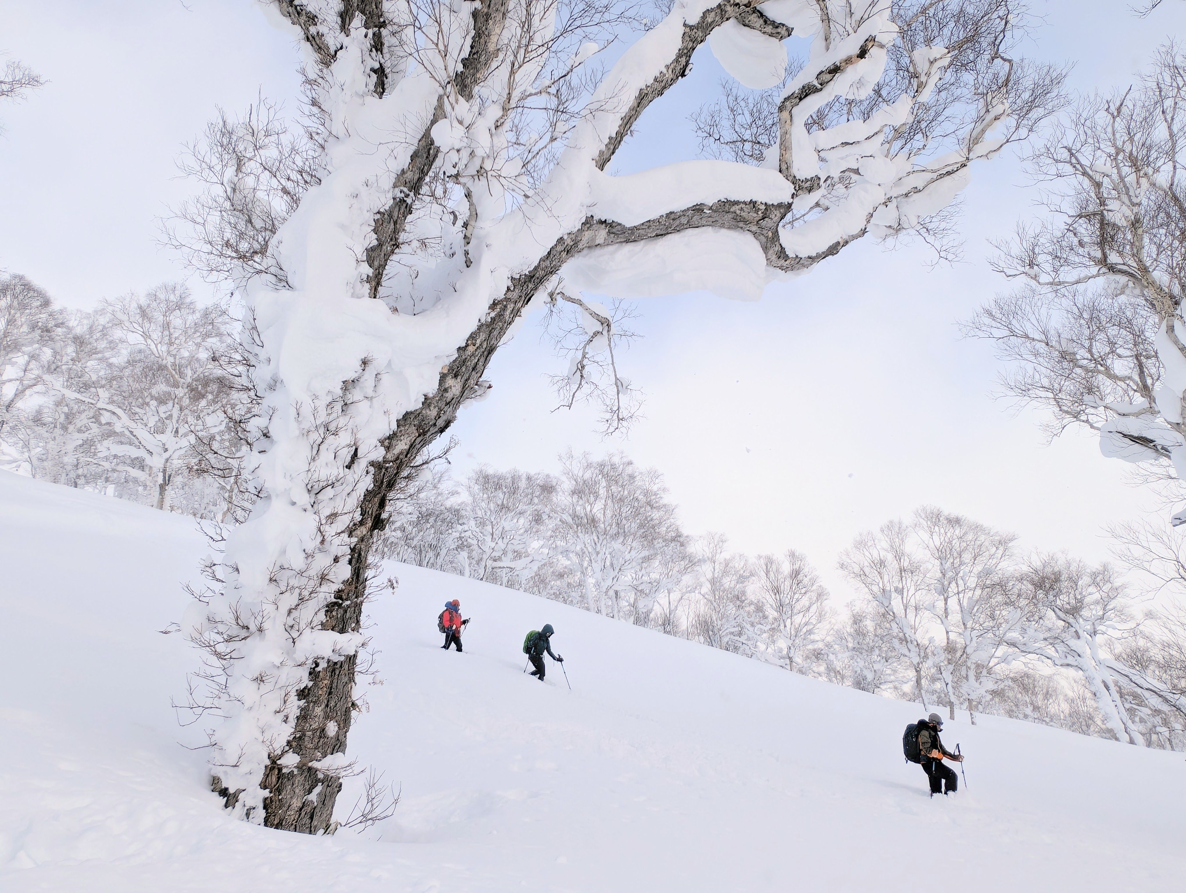 A group of snowshoers descend down a snowy covered hill. In the foreground a large birch tree frames the hikers. The trees branches are covered in snow.