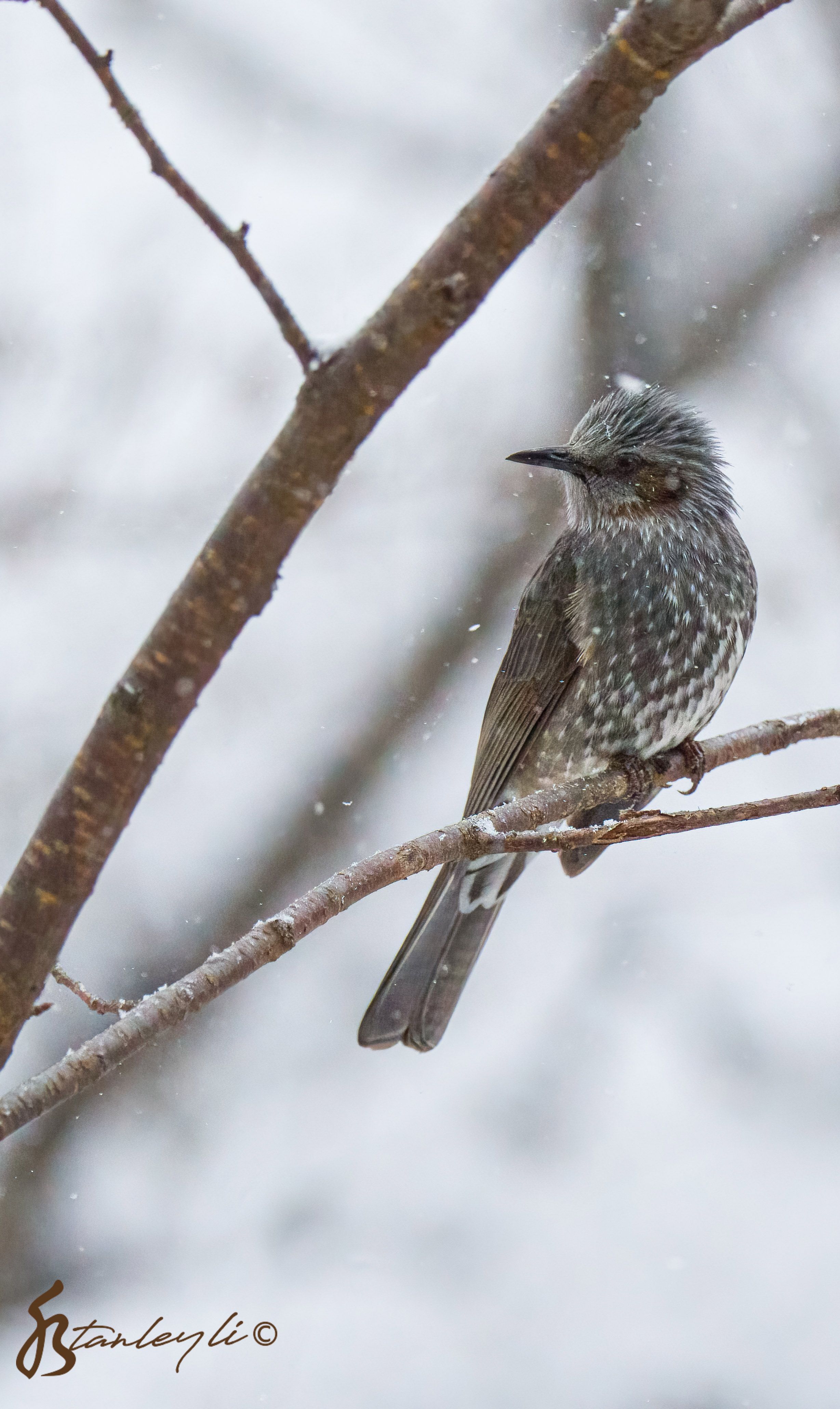 A Brown-eared Bulbul is perched on a branch. It is snowing.