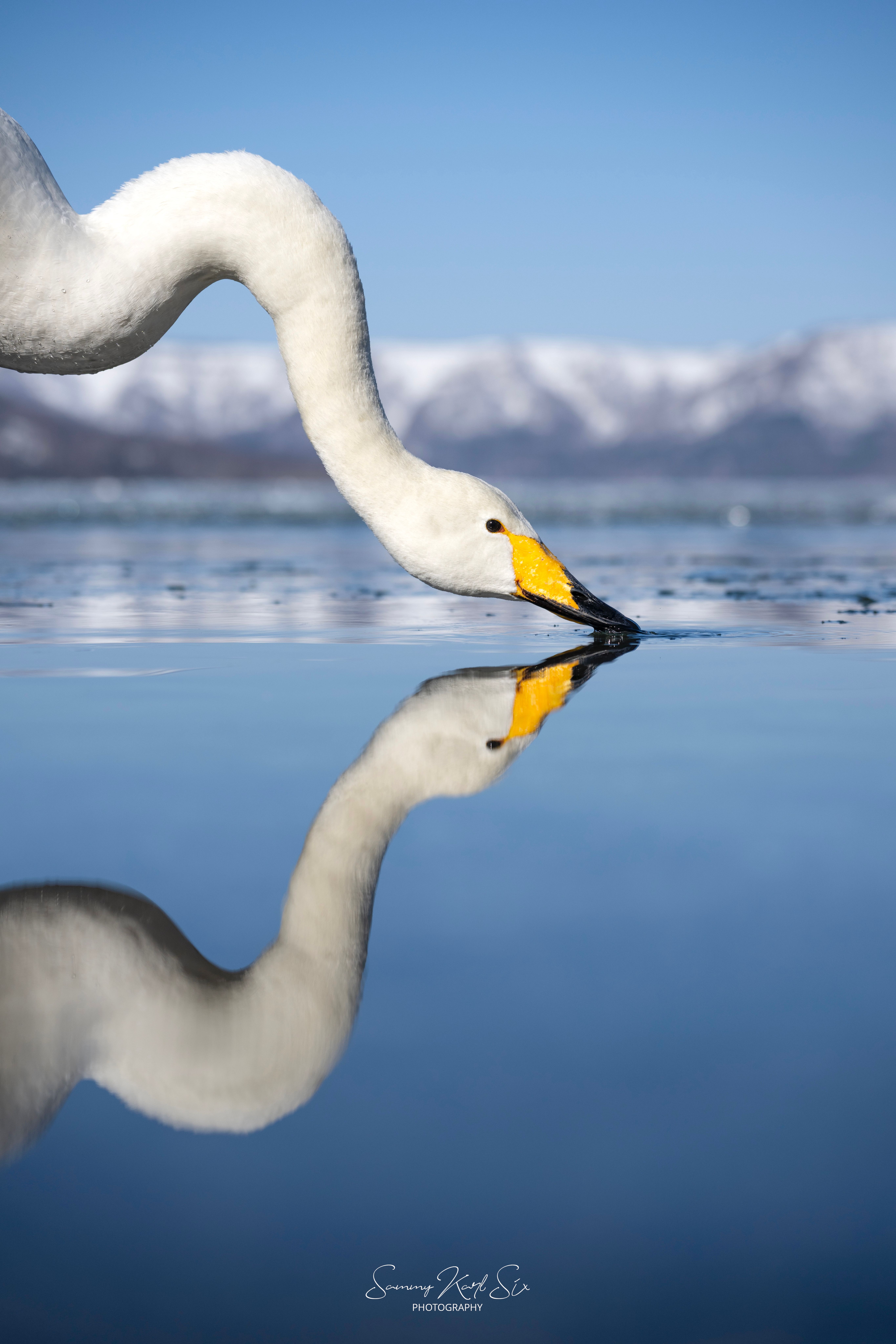 A photograph of a whooper swan skimming the surface of the water, its head perfectly reflected.