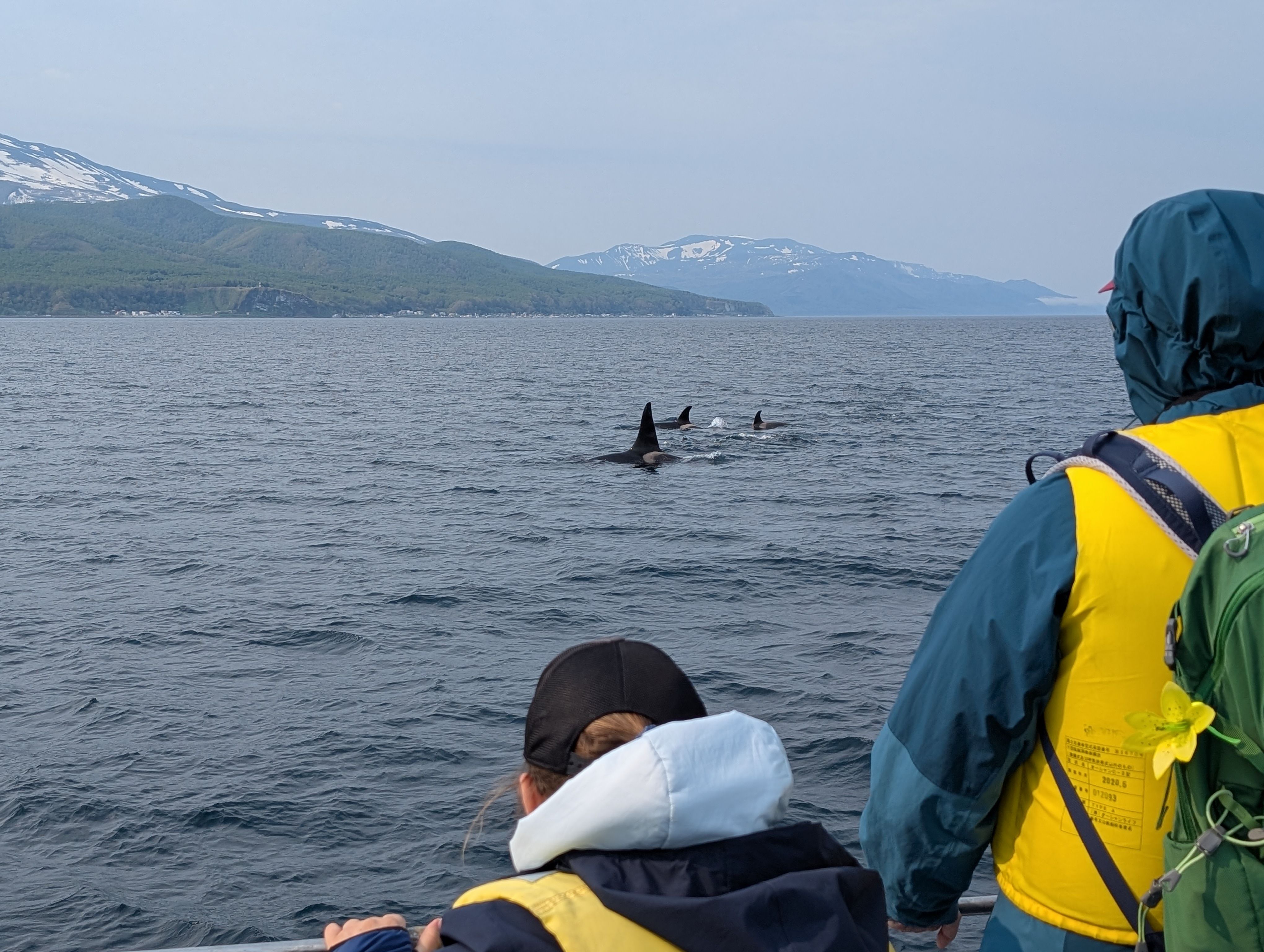 Two passengers on a boat look out at a pod of orcas in the ocean off the coast of Rausu, Shiretoko Peninsula, Hokkaido.