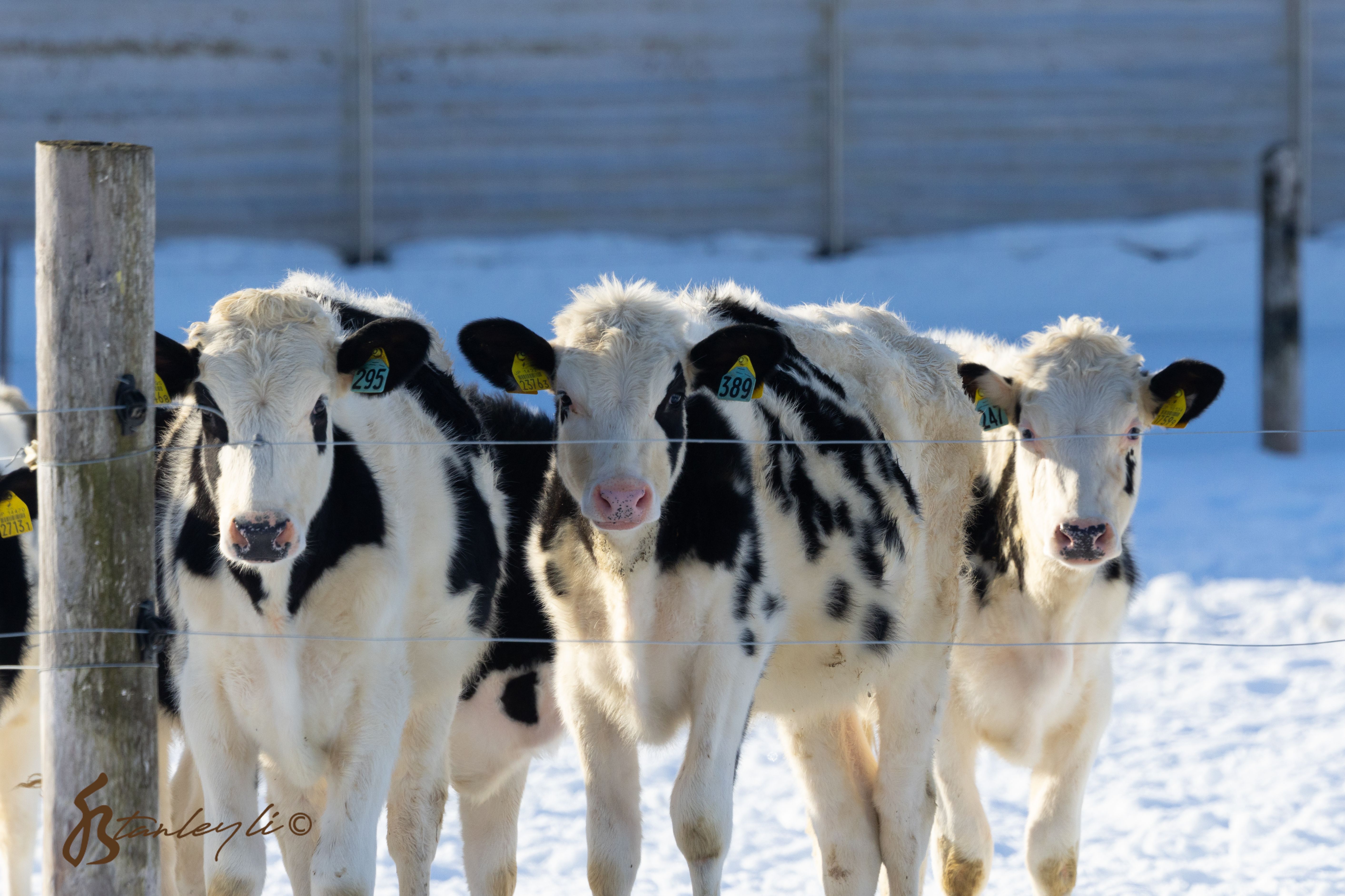 A group of cattle look at the camera.
