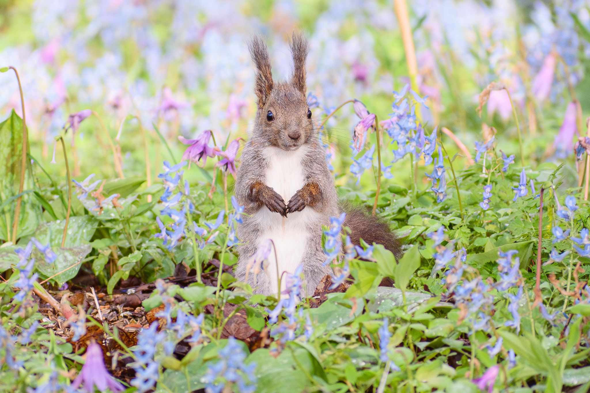 A cute photo of an Eurasian Red Squirrel. It is standing on its hind legs in a patch of spring woodland flowers. It has ears tipped with long, fluffy tufts and a round, white belly.