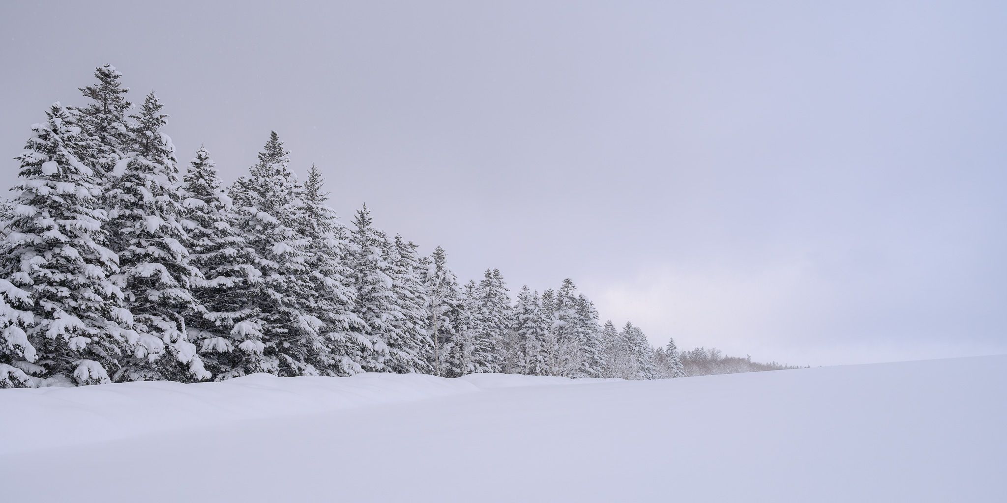 A row of fir trees along the edge of a field in winter. They are covered in snow. The field is also covered in snow and it is a cloudy day, making the scenery almost completely white.