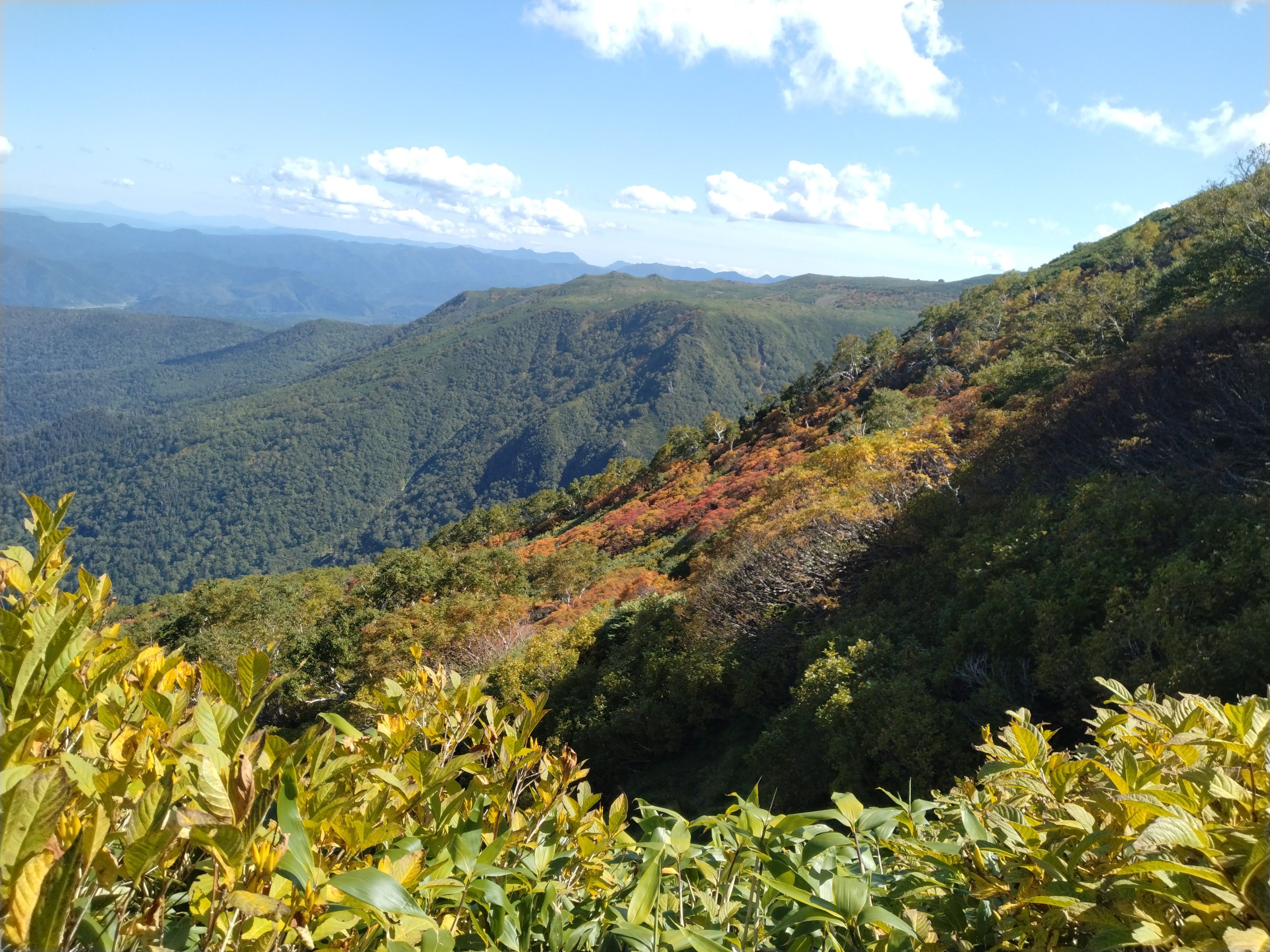 A photograph of reddening autumn leaves along a hiking trail in Mt. Kurodake, Hokkaido.