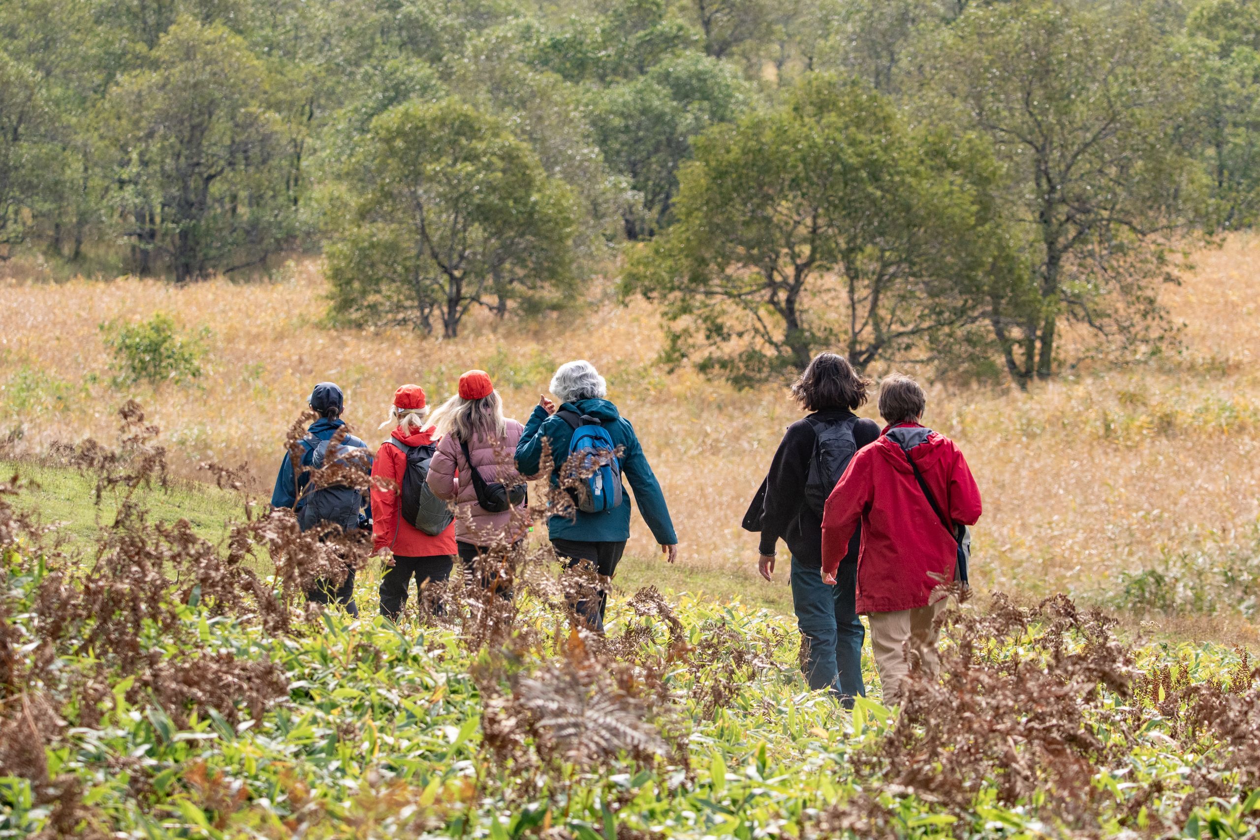 A group of walkers walk in a line through the grasslands of Kushiro-Shitsugen National Park in autumn.