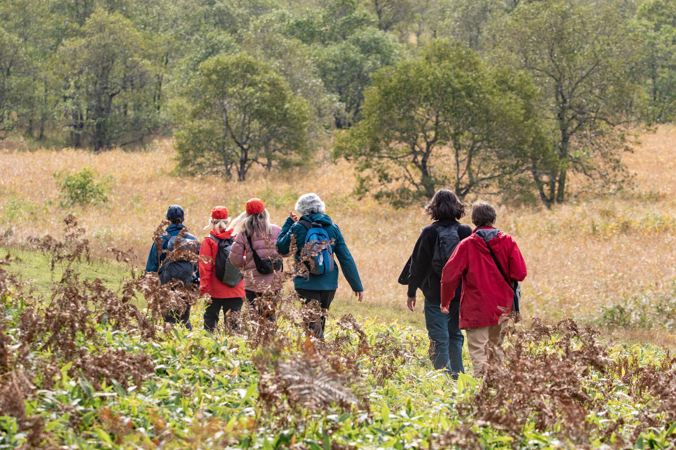 A group of walkers walk in a line through the grasslands of Kushiro-Shitsugen National Park in autumn.