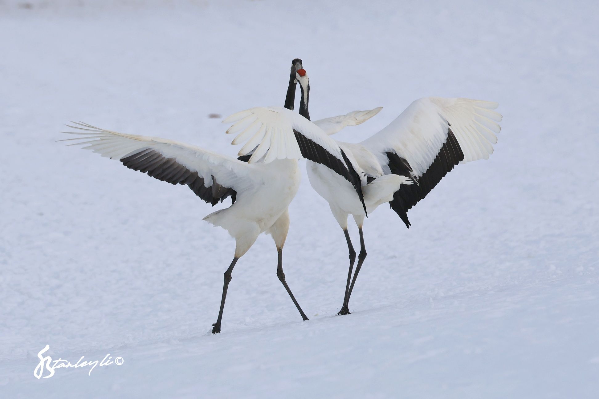 Two Red Crowned Cranes dance in a snowy field in Tsurui, Hokkaido.