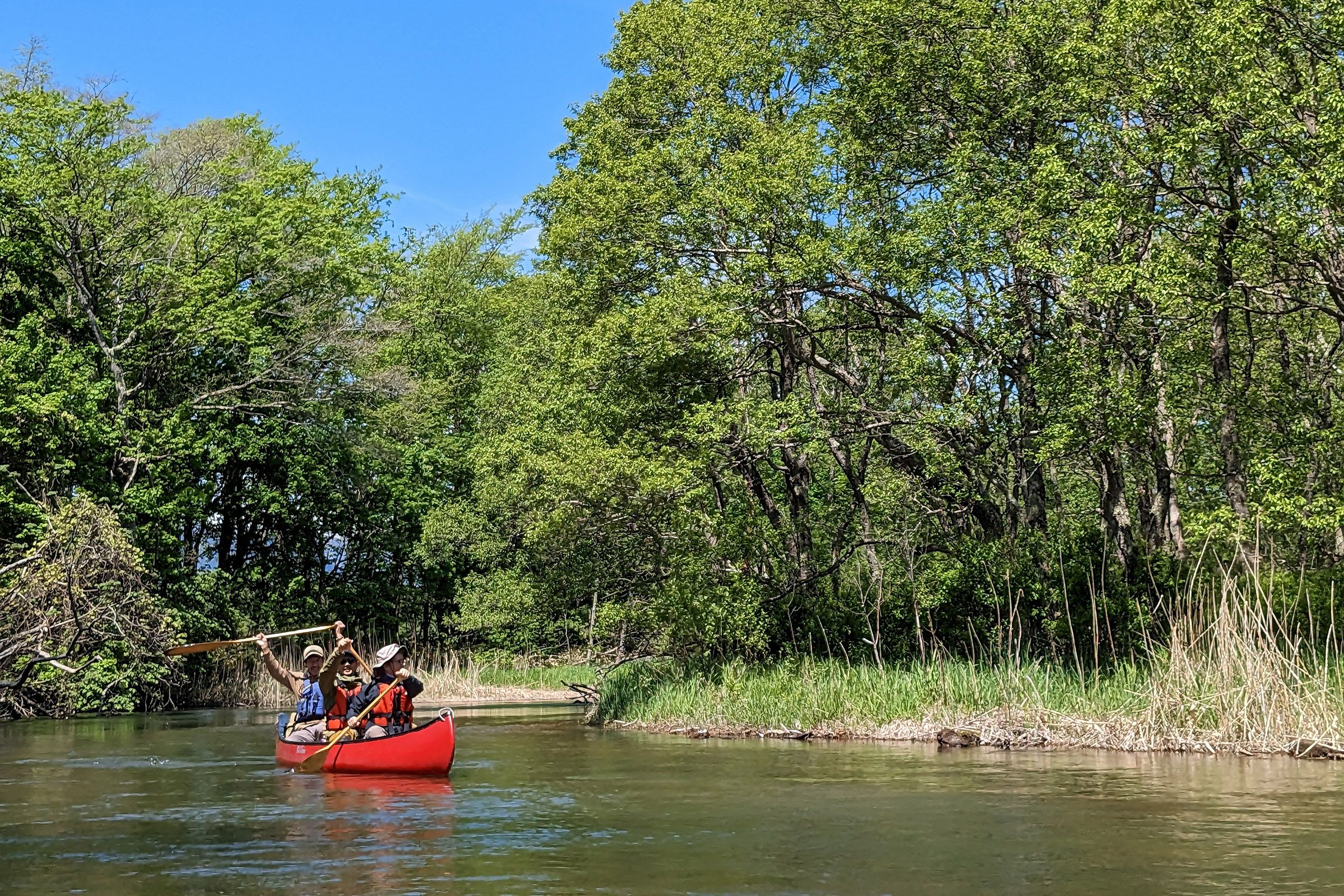 Three people on a guided canoeing trip paddle a red canoe down the calm Kushiro River, flanked by dense, leafy green trees under a sunny sky. The guide has their paddle raised greeting the camera.
