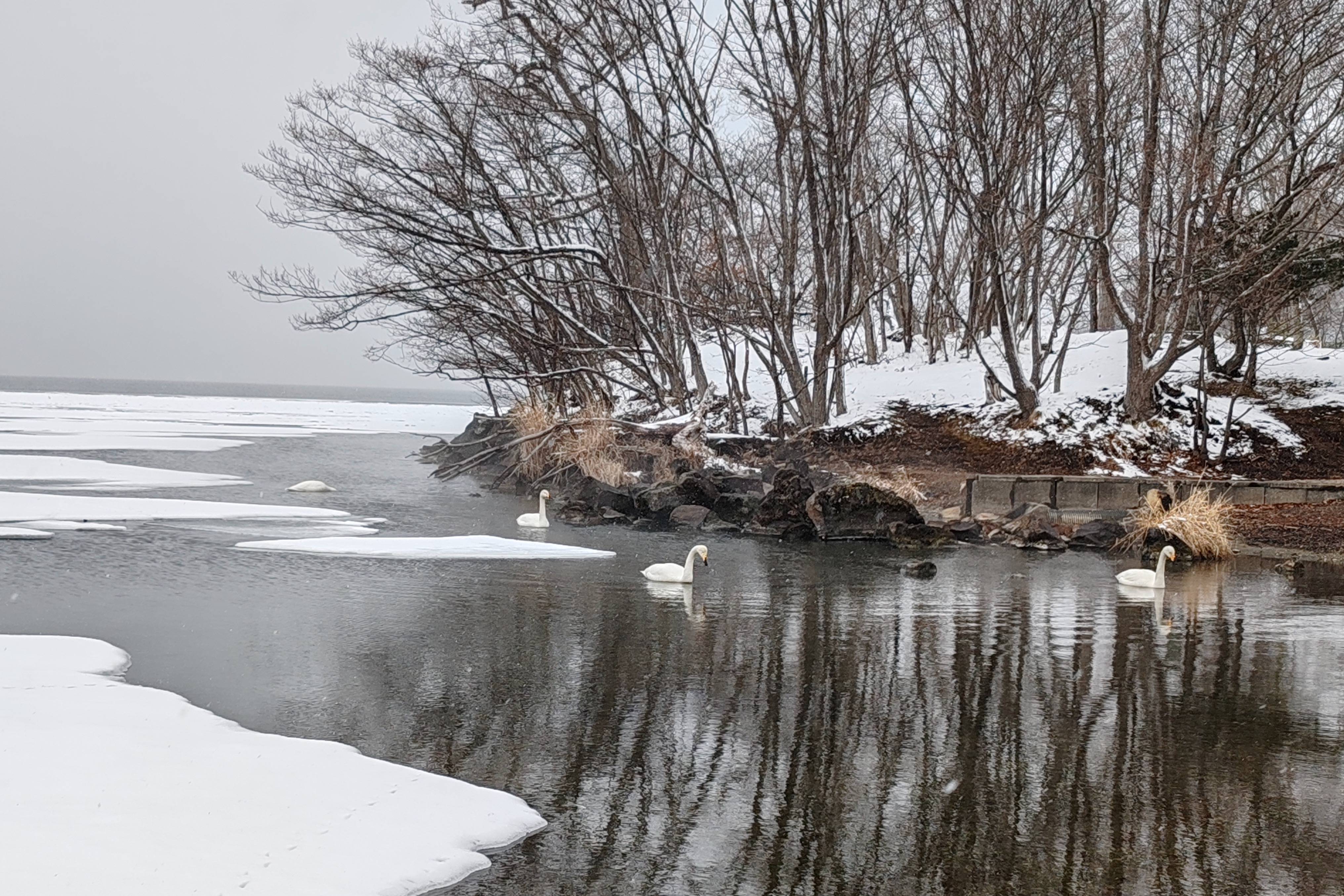 Three Whooper Swans swim calmly in the dark, partially frozen waters of Lake Kussharo during a light snowfall. The snow-covered shoreline features bare trees that reflect beautifully in the water.
