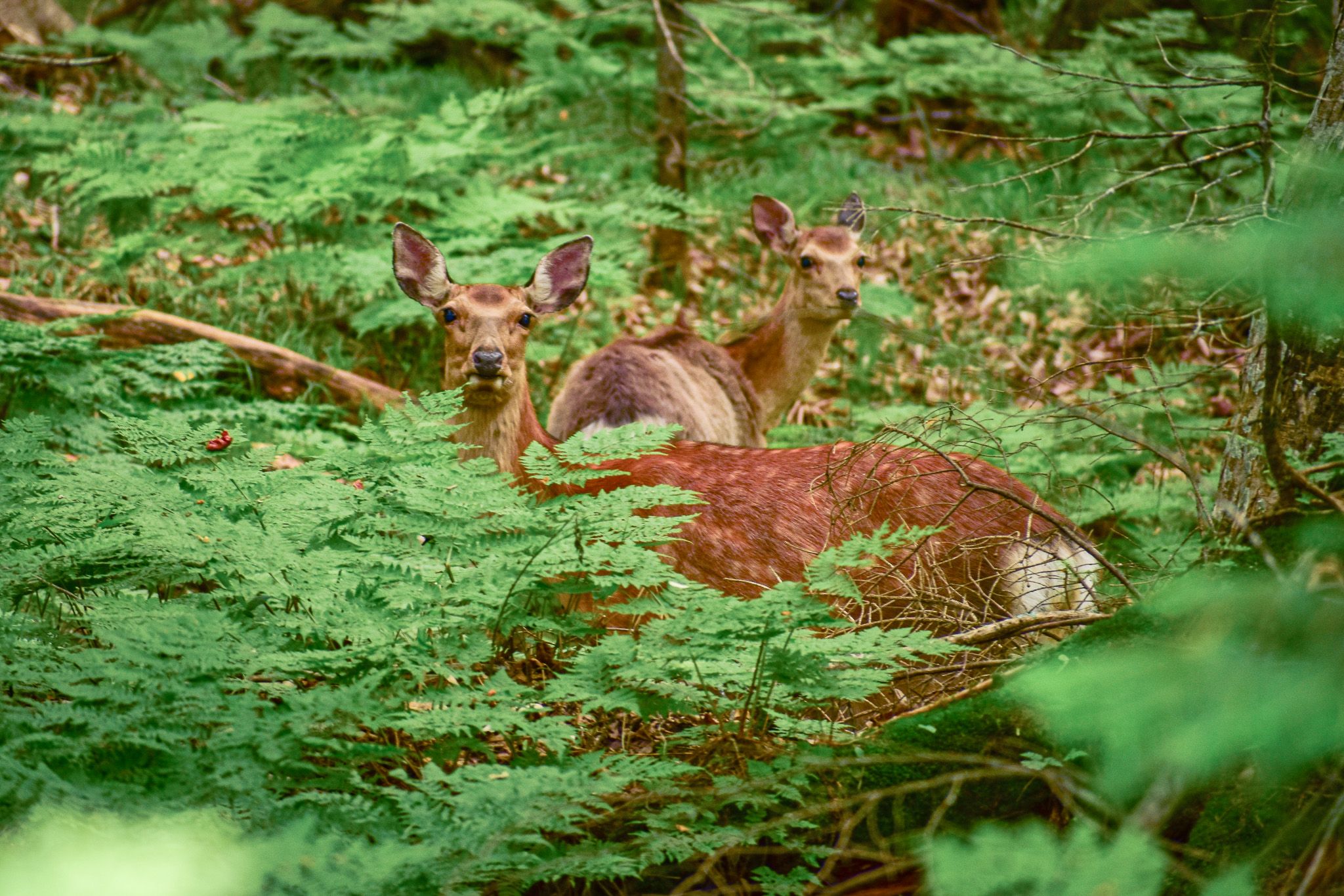Two does (female deer) peer out from the undergrowth in a forest.