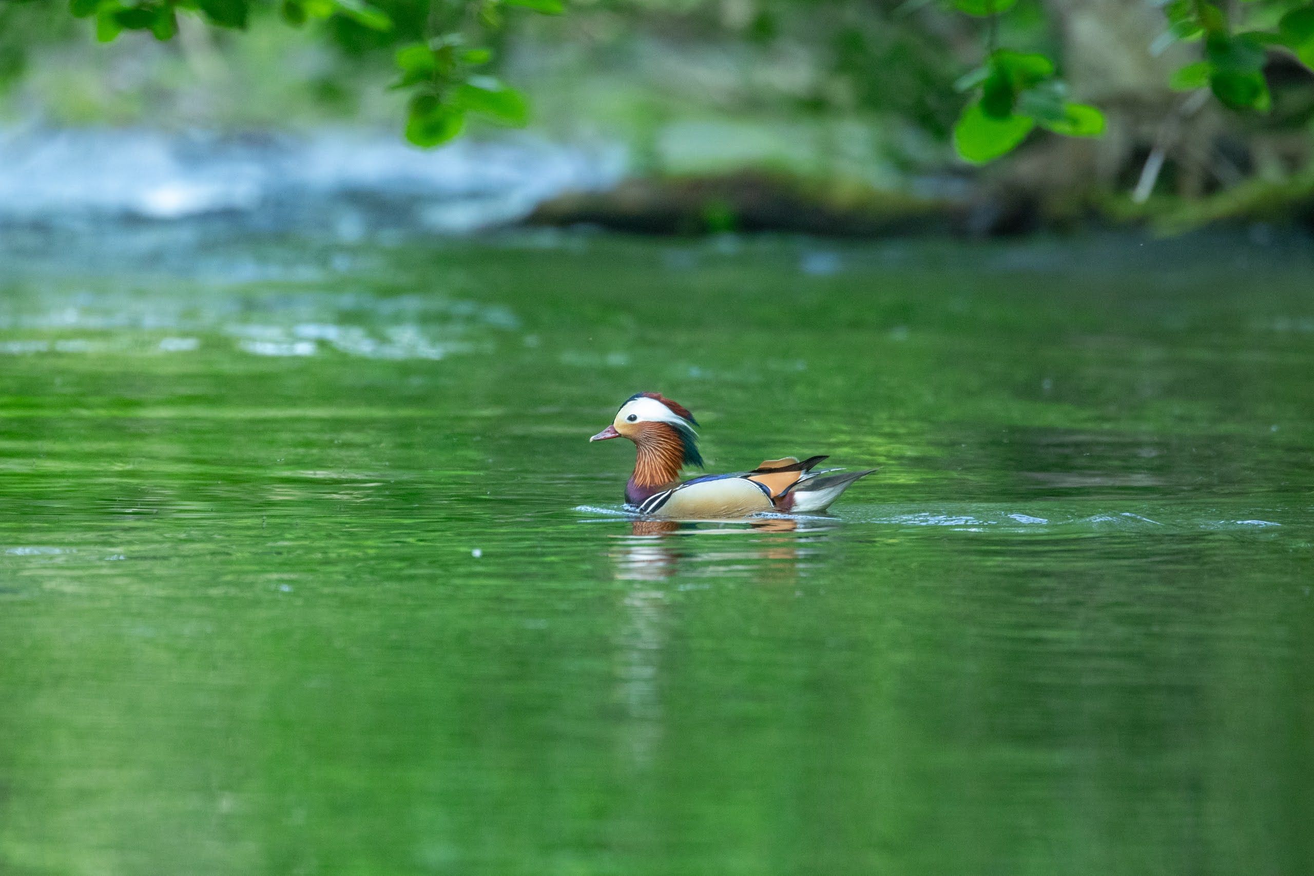 A photograph of a Mandarin duck gliding elegantly on a river. It is a very fine-looking bird, with many colours in its plumage like brown, white, purple, orange, green and blue.