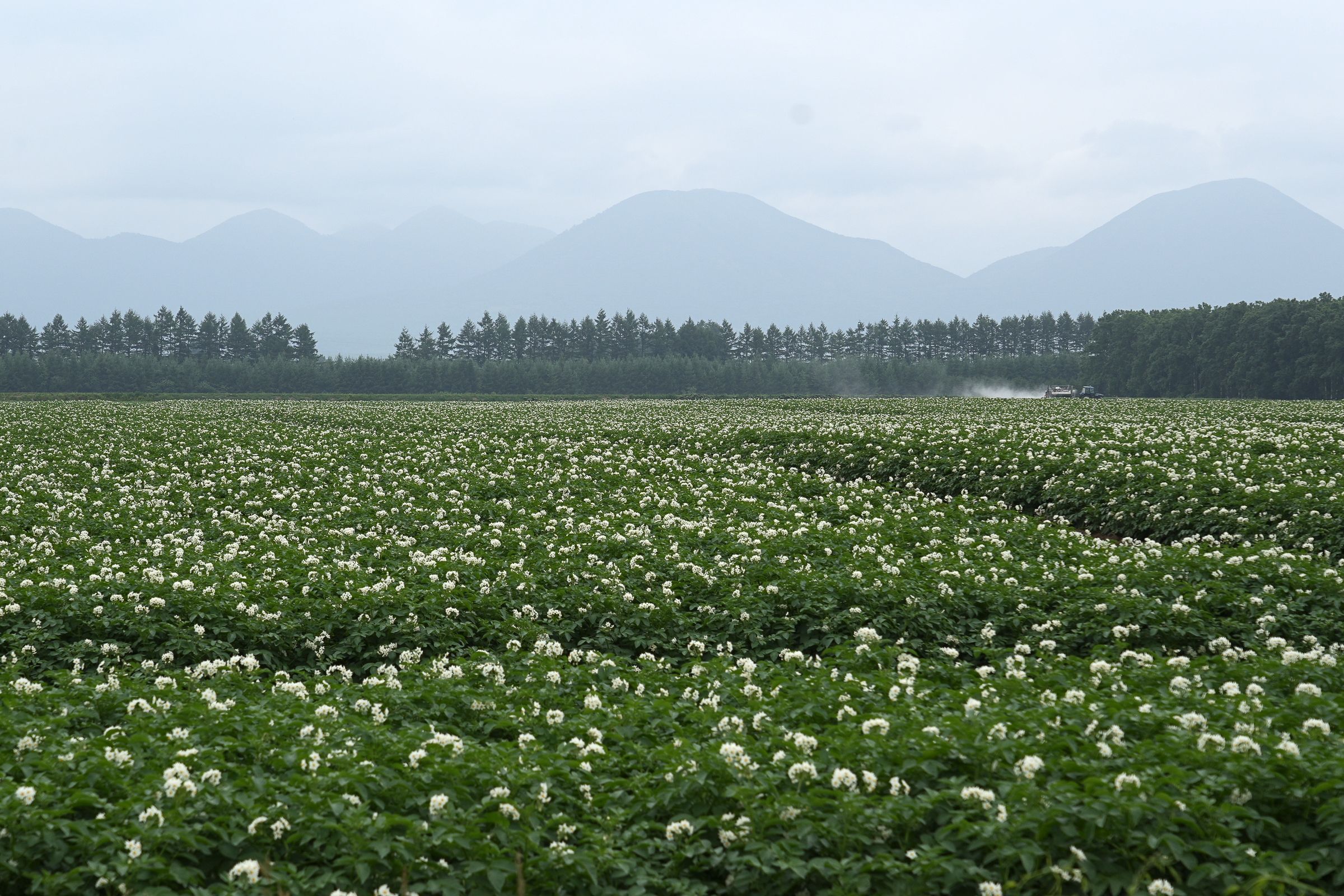 Potato fields with flowers in bloom, on the foothills of Daisetsuzan mountains.