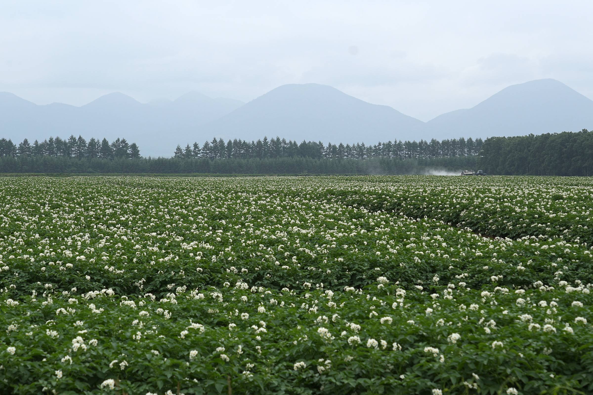 Potato fields with flowers in bloom, on the foothills of Daisetsuzan mountains.
