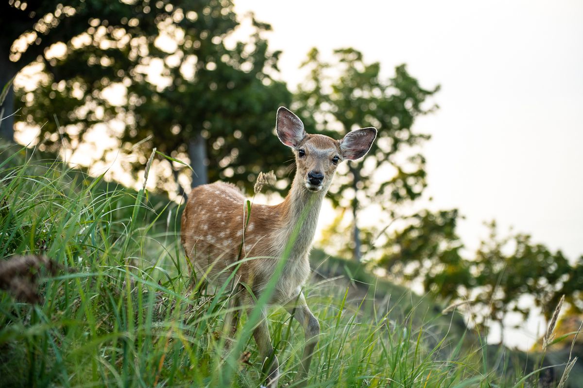 A young, white-spotted deer stands in tall green grass on a hillside, looking directly and curiously toward the camera.
