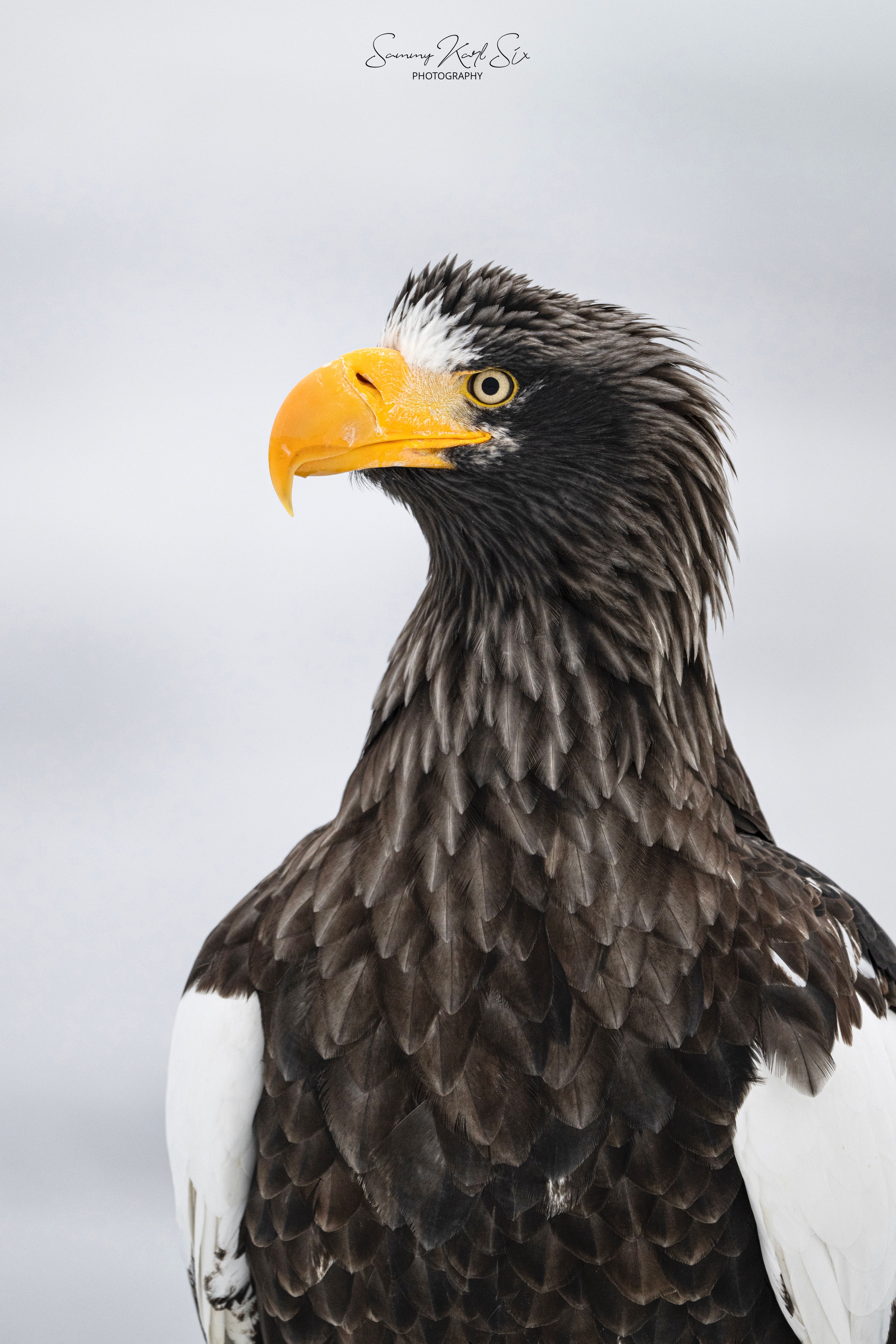 A portrait of a Steller's sea eagle.