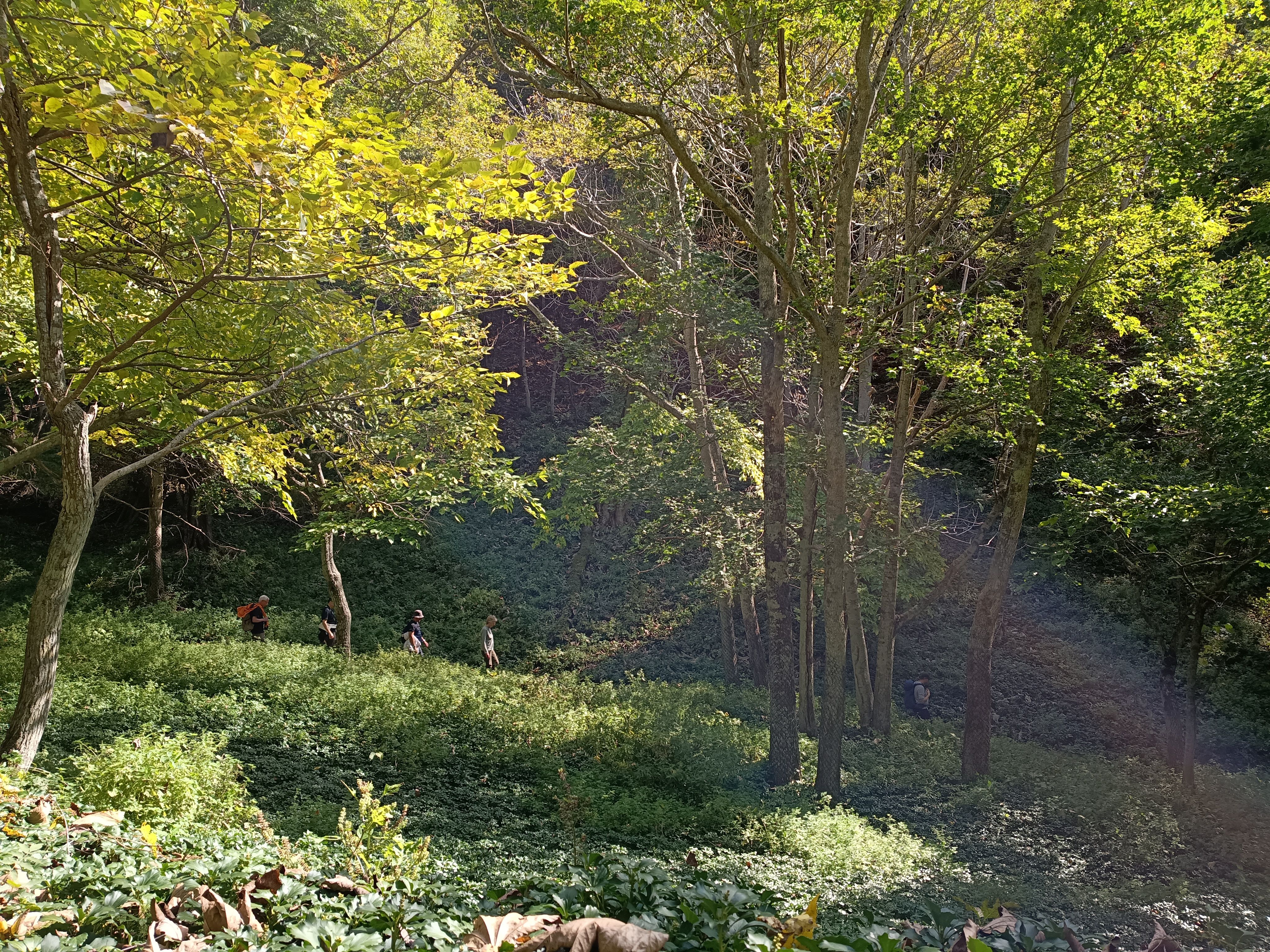 A line of hikers in the distance walk through a forest on Nakajima Island. The sun is shining through the trees. The photo is taken at a distance.