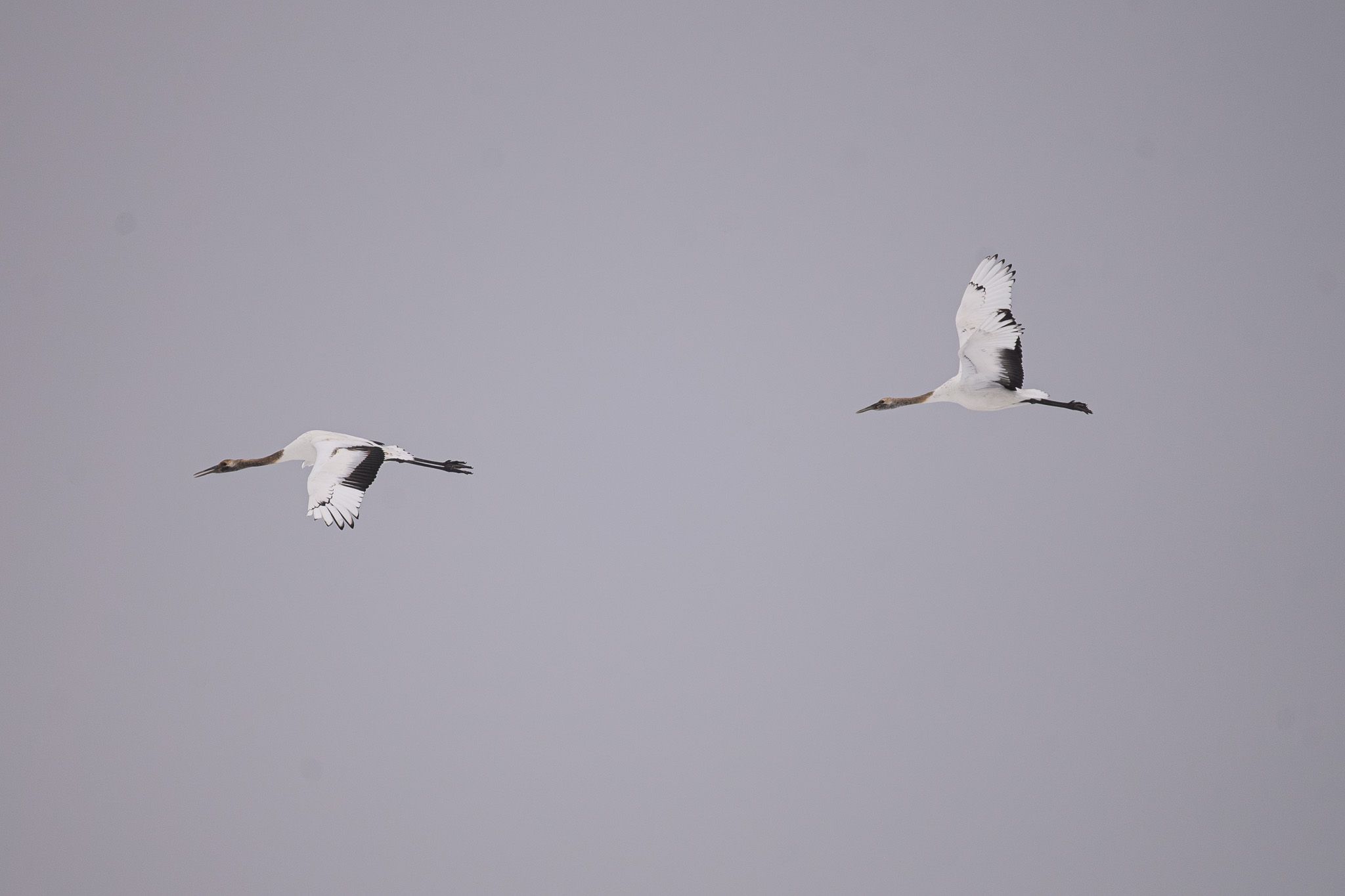 Two juvenile cranes in flight across an overcast sky.