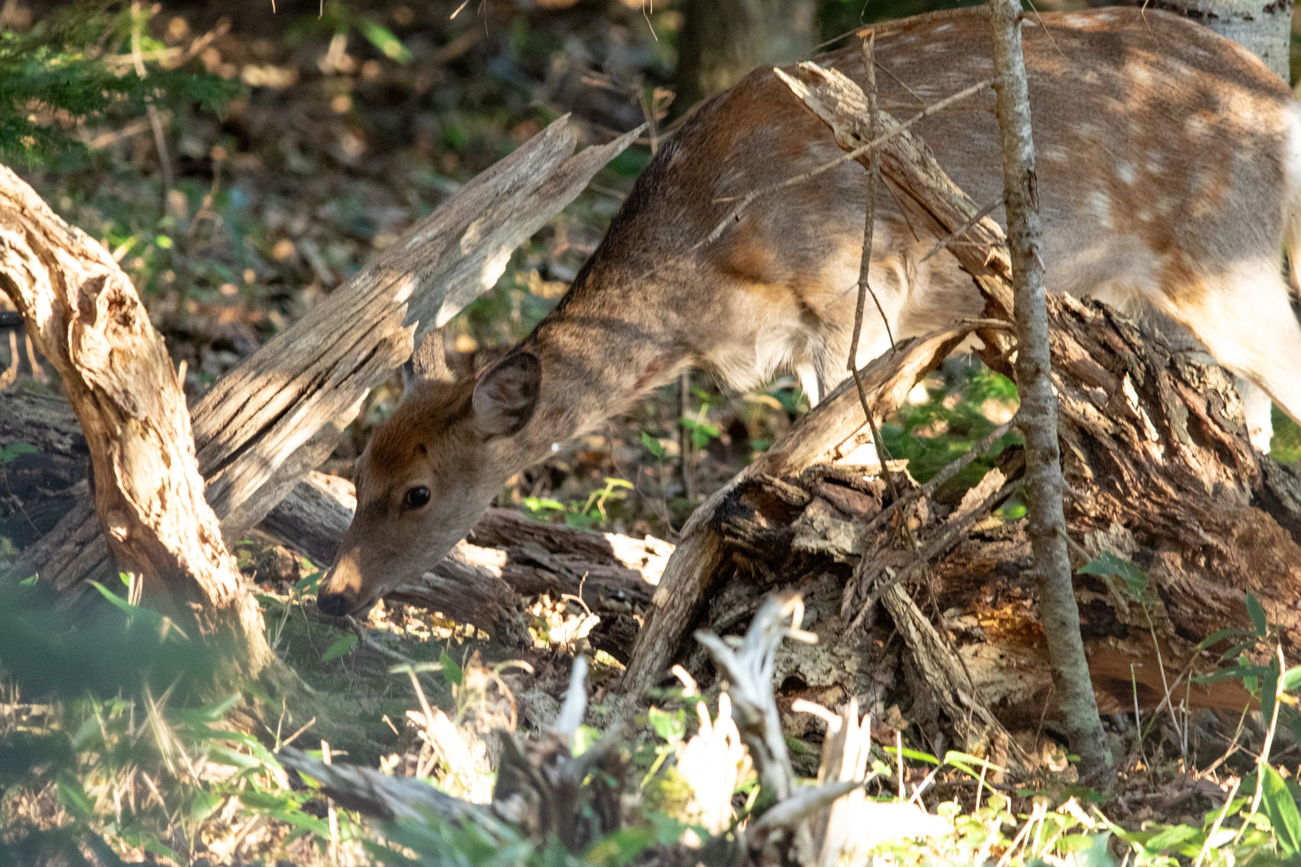 A doe (female deer) grazes in the undergrowth of a forest between the branches of a fallen tree.