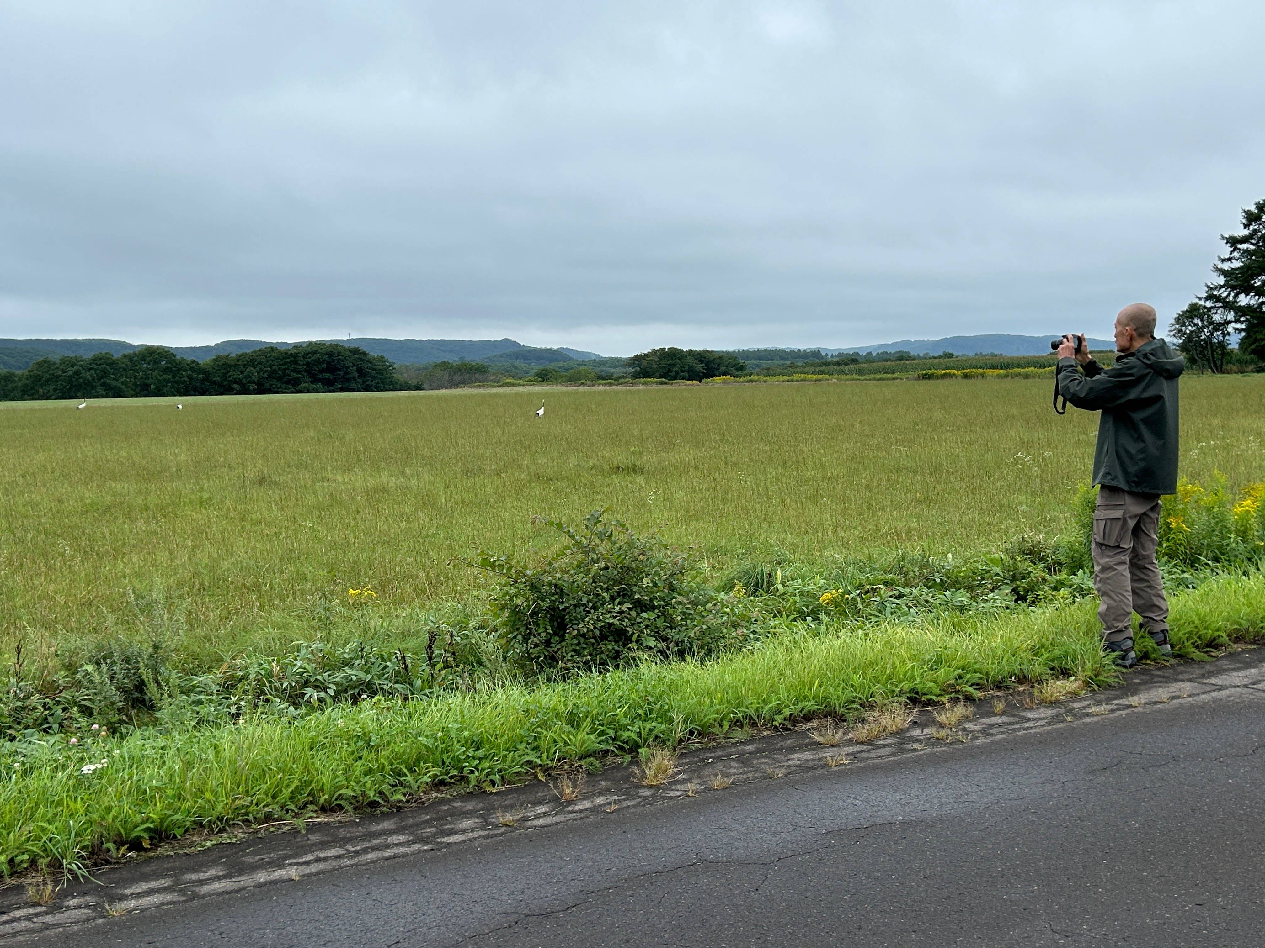 A man stands at the side of a road with his camera raised. In the field in the distance, there are a number of red-crowned cranes.