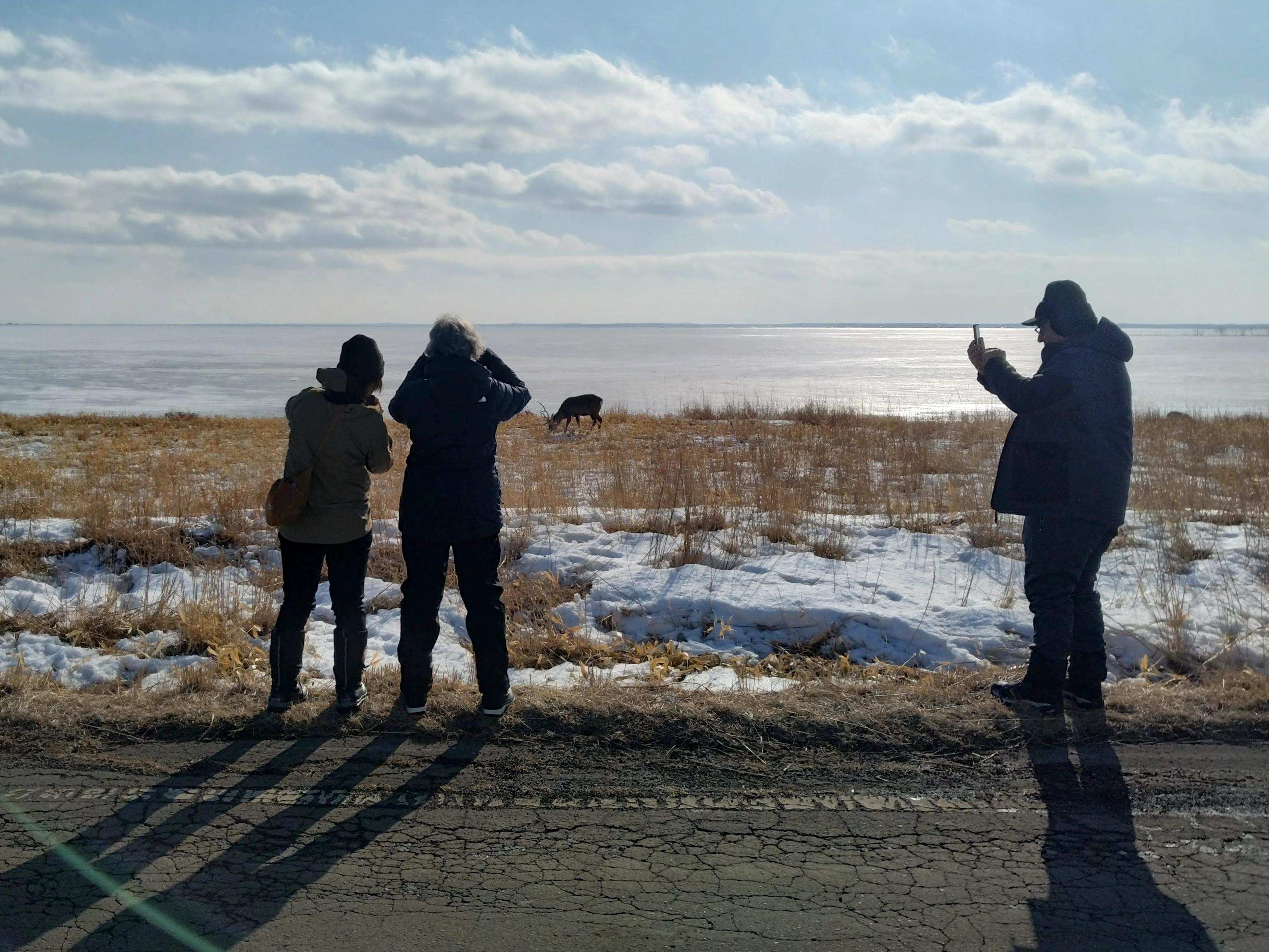 On the Notsuke Peninsula in Hokkaido, three people stand by a road watching a Japanese deer. A nature guide and two others, one using binoculars, observe the deer in a field of golden grass with patches of snow under a bright, cloudy sky.