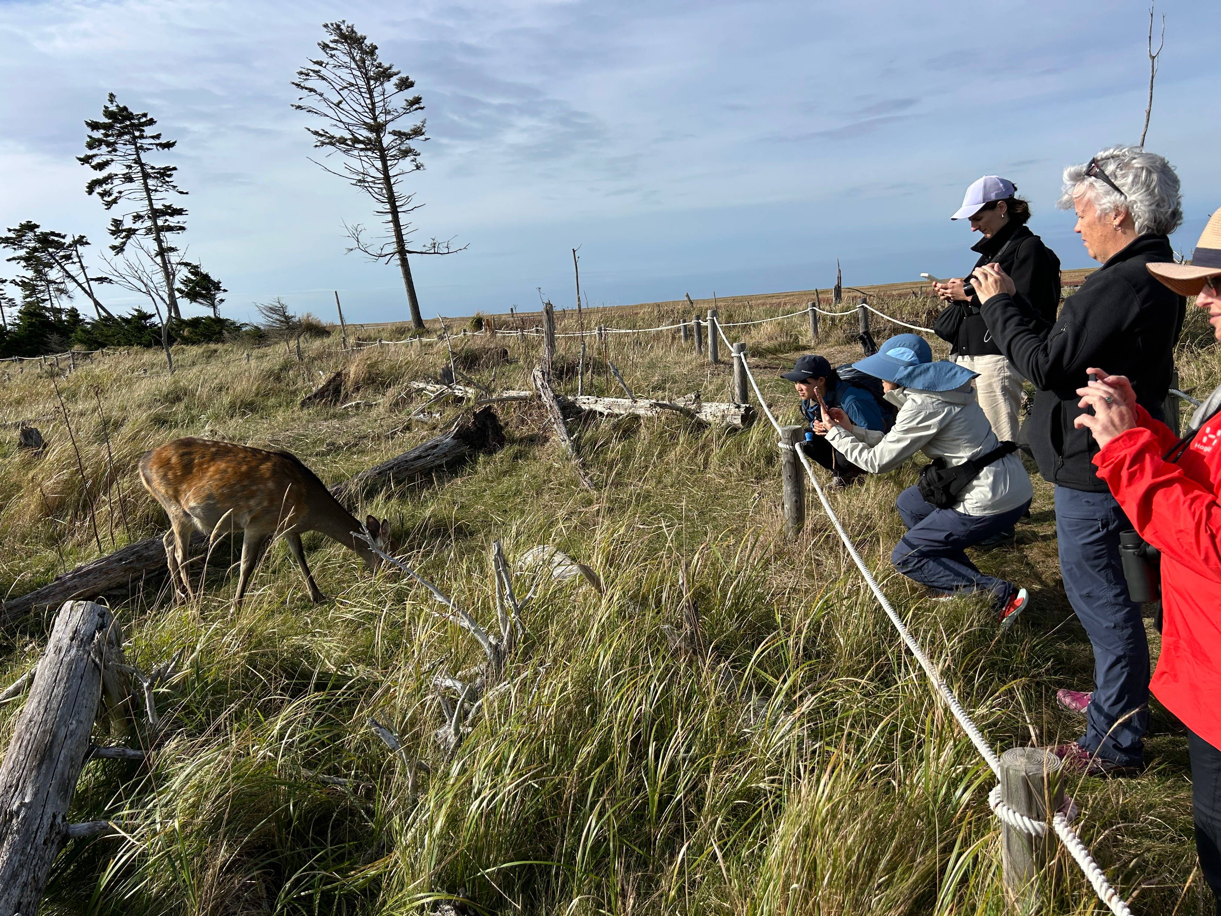 A group of walkers take a photograph of a deer grazing at Shukunitai in east Hokkaido.
