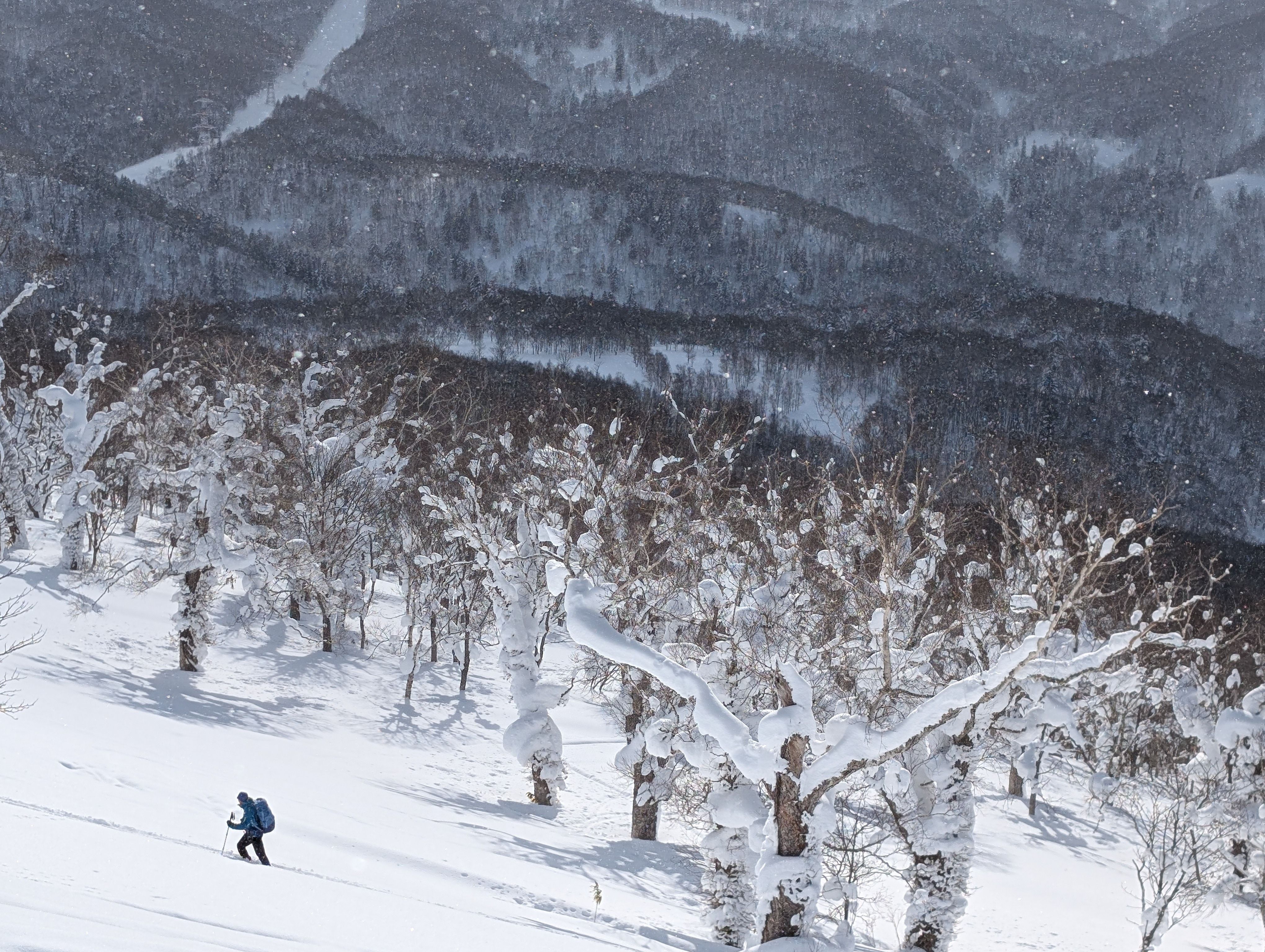 A single hiker, viewed from afar, climbs up Mt. Kokimobetsu in snowshoes. They have just exited a snowy forest.
