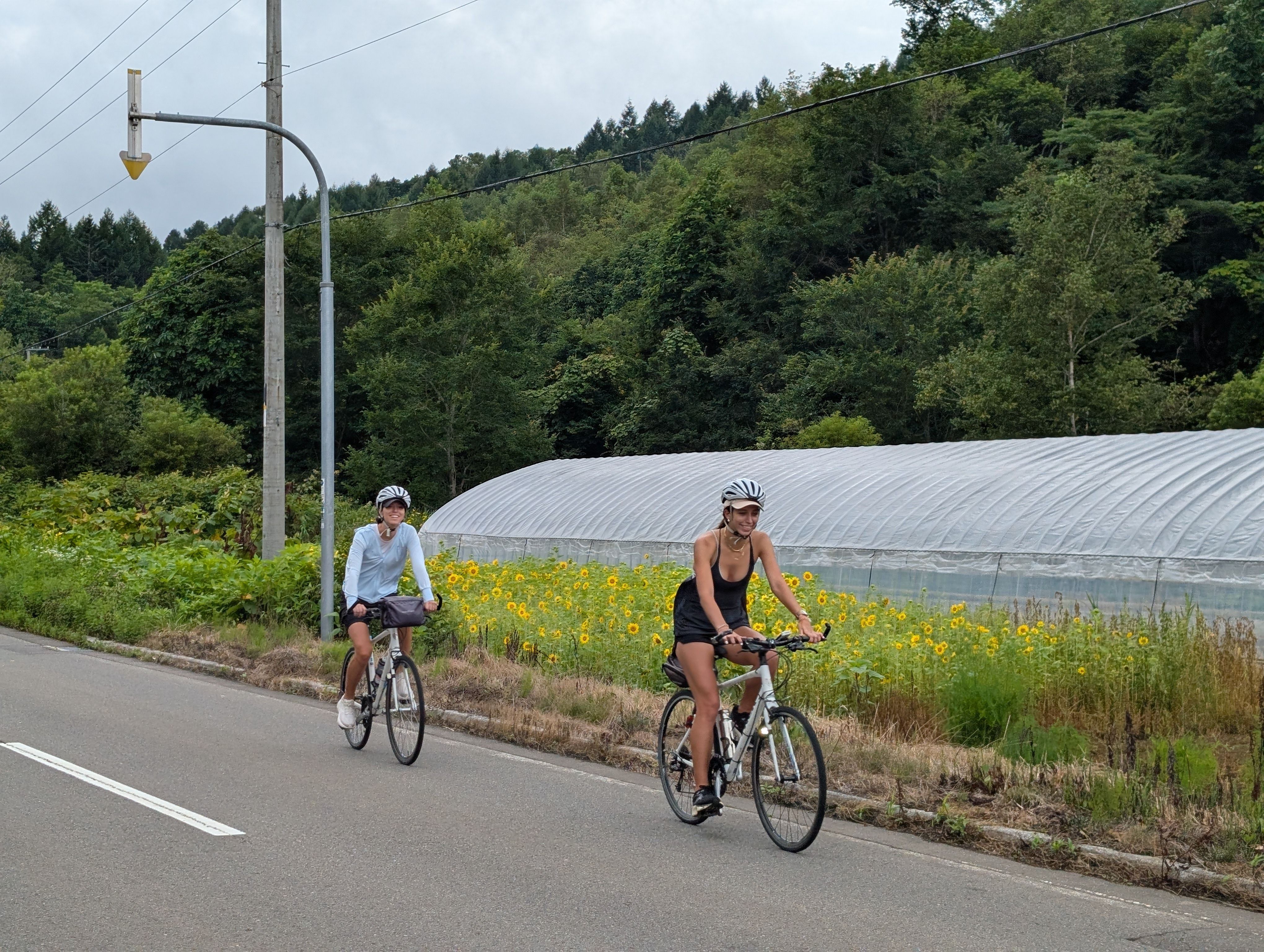 Two cyclists ride past a field with a poly tunnel and a field of sunflowers.
