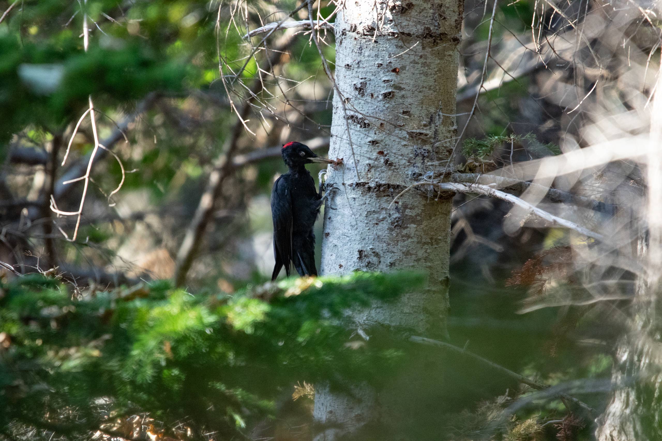 A black woodpecker climbs the trunk of a fir tree, its beak to the bark.