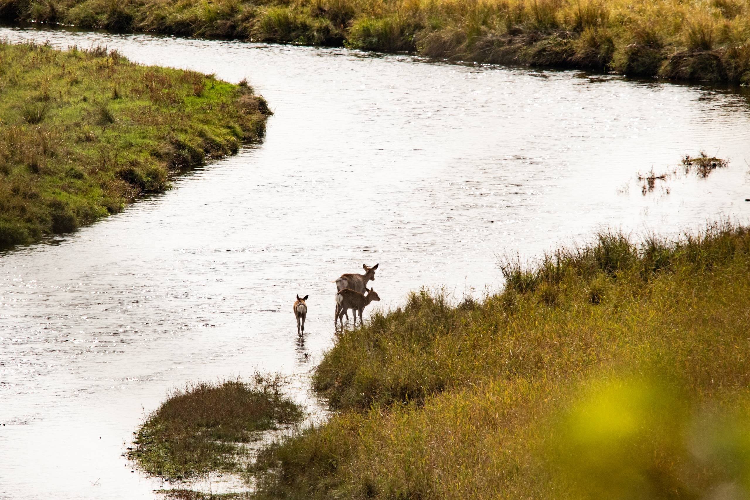 A doe (female deer) and her two fawns (baby deer) cross a river in Kushiro-Shitsugen Wetlands National Park, Hokkaido.