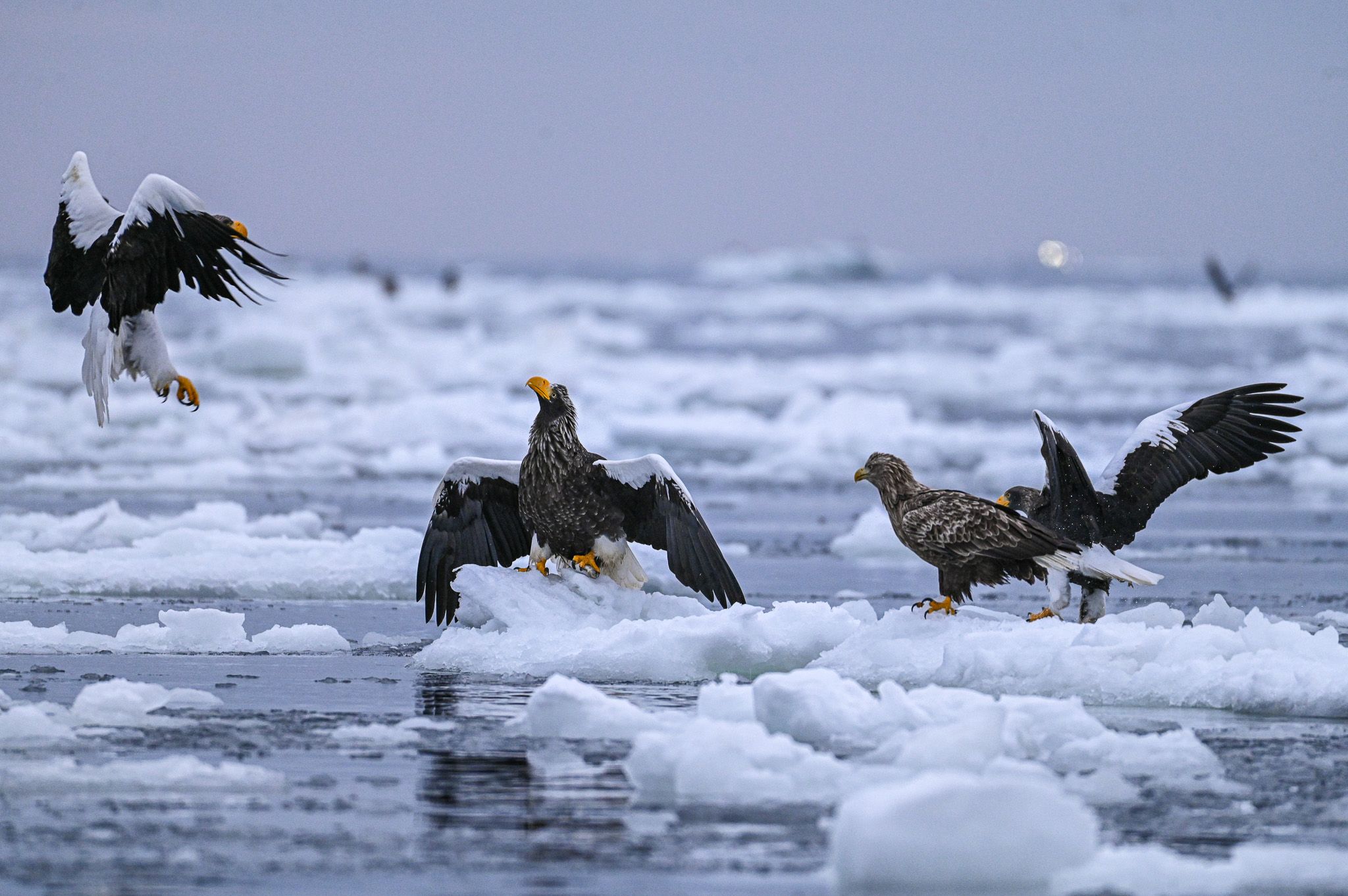 A group of Steller's sea eagles and a juvenile white-tailed eagle stand in a line on an ice floe as another Steller's sea eagle flaps down to join them.